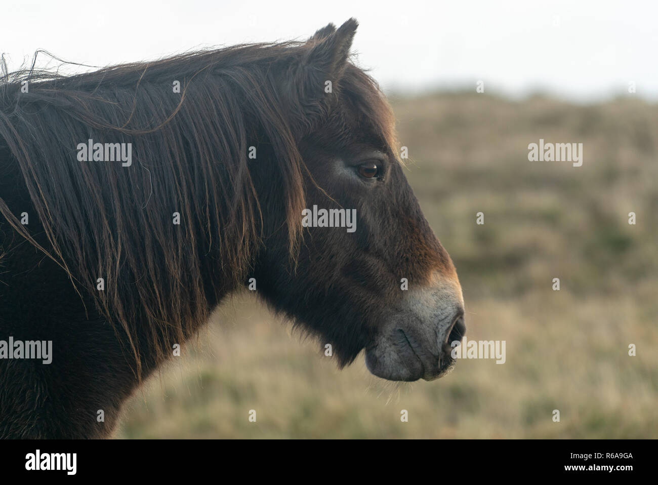 Chevaux poney Exmoor sauvage du Parc National d'Exmoor, Somerset, UK Banque D'Images