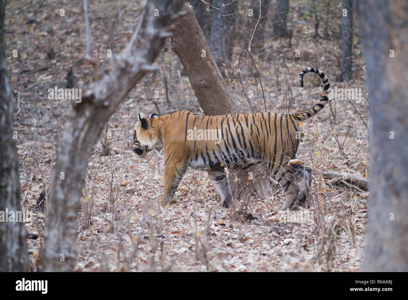 En Inde, la réserve de ranthambore tiger walkin Banque D'Images