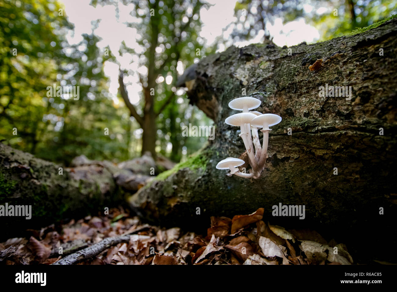 Tronc d'arbre mort tombé dans une forêt d'automne. Champignons blanc visqueux prendre plus de souche d'arbre dans le cadre d'un processus de décomposition naturelle Banque D'Images