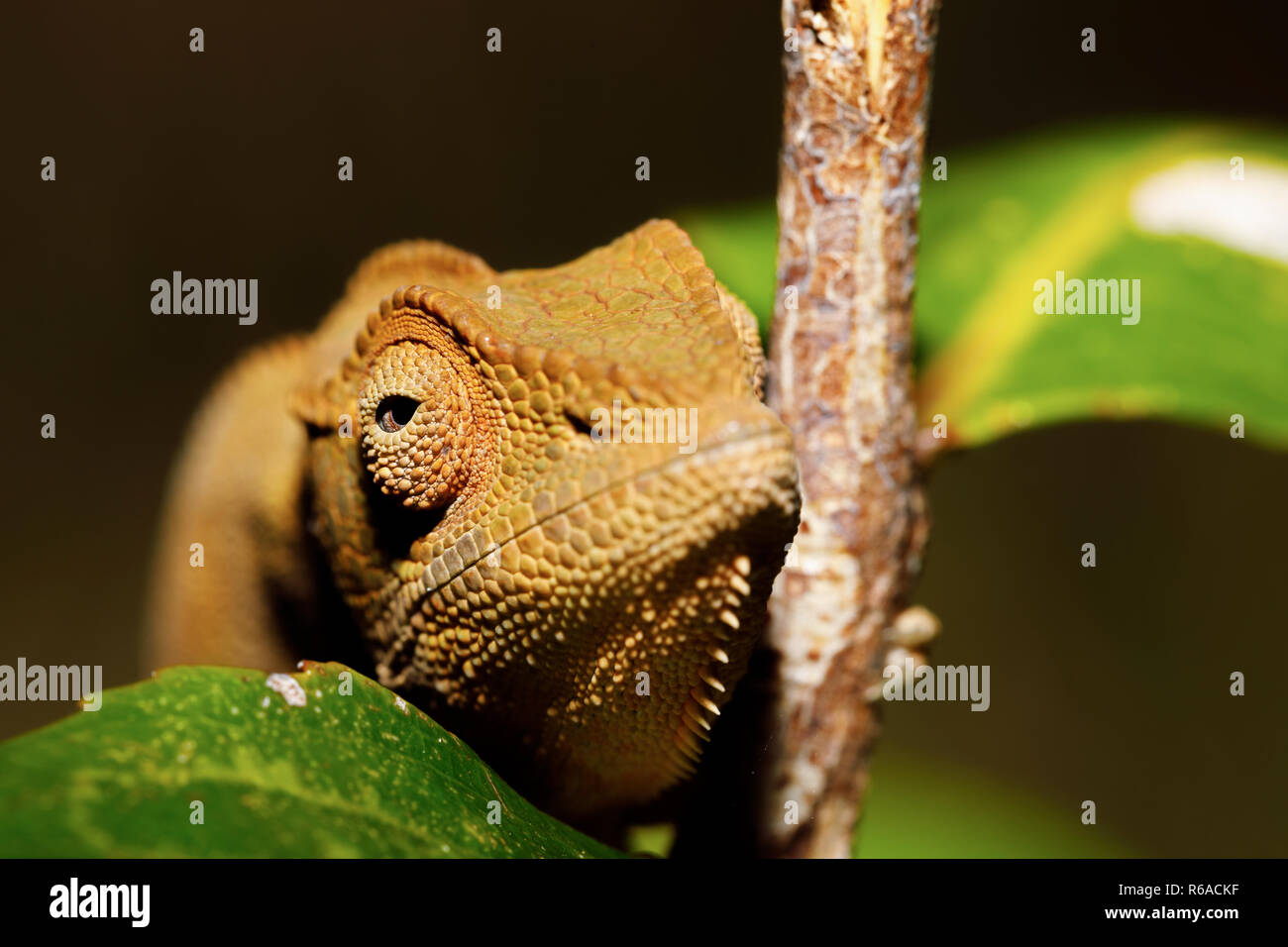 Belle panther chameleon, Madagascar Banque D'Images