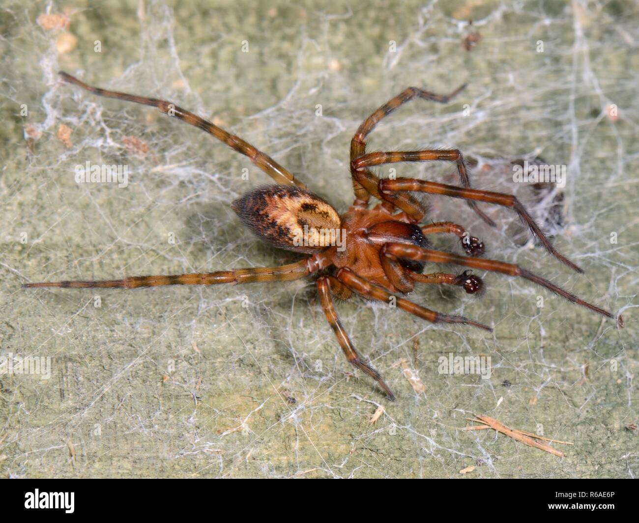 Dentelle commune weaver / Lace-araignée (Amaurobia palmés similis) mâle sur une femme sur internet de clôture de jardin, il vibre à des intervalles à sa cour. Banque D'Images