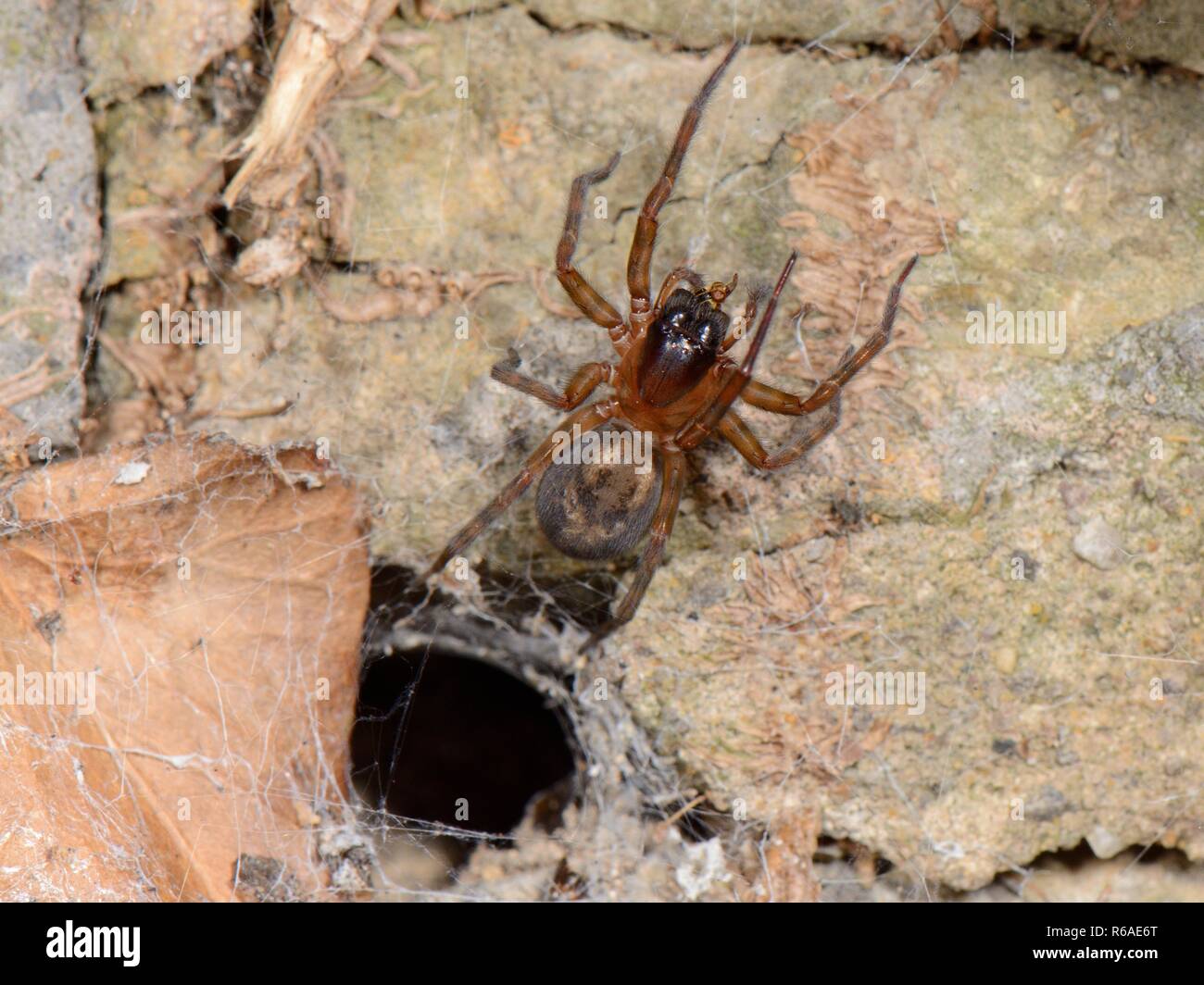Dentelle commune weaver / Lace-araignée palmés (Amaurobius similis) près de l'embouchure de sa crevasse doublée de soie dans un vieux mur de pierre avec Chloropid fly proie, UK Banque D'Images