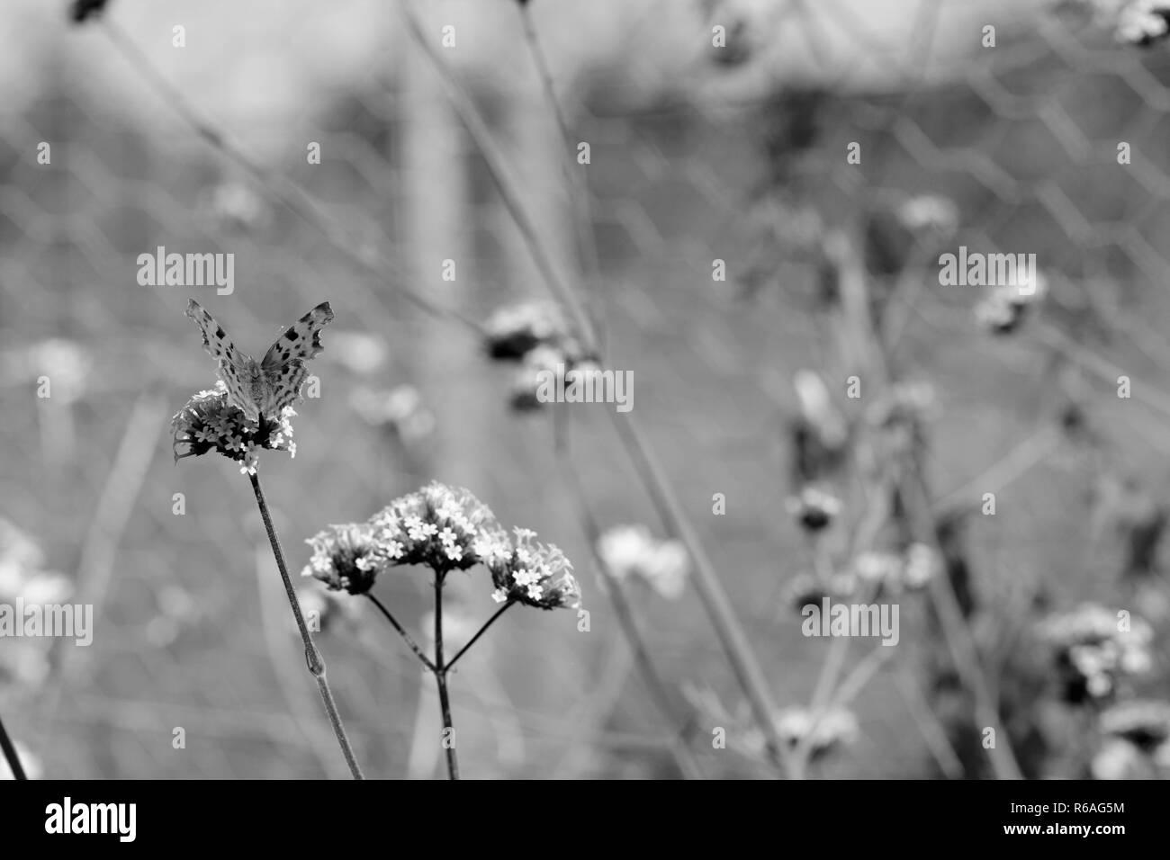 Comma butterfly est assis sur les fleurs de verveine Banque D'Images