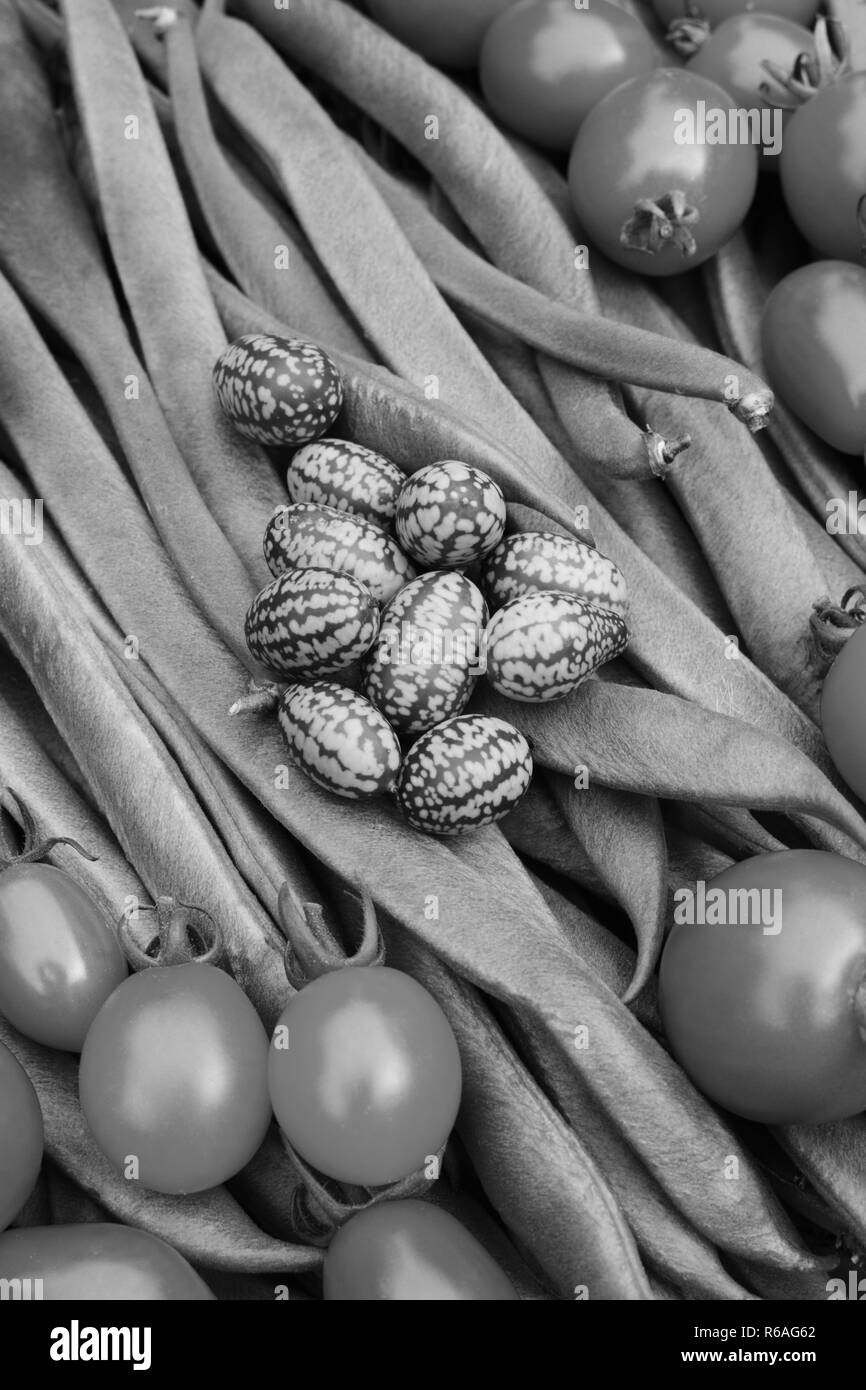 Cucamelons et les tomates de haricots Banque D'Images