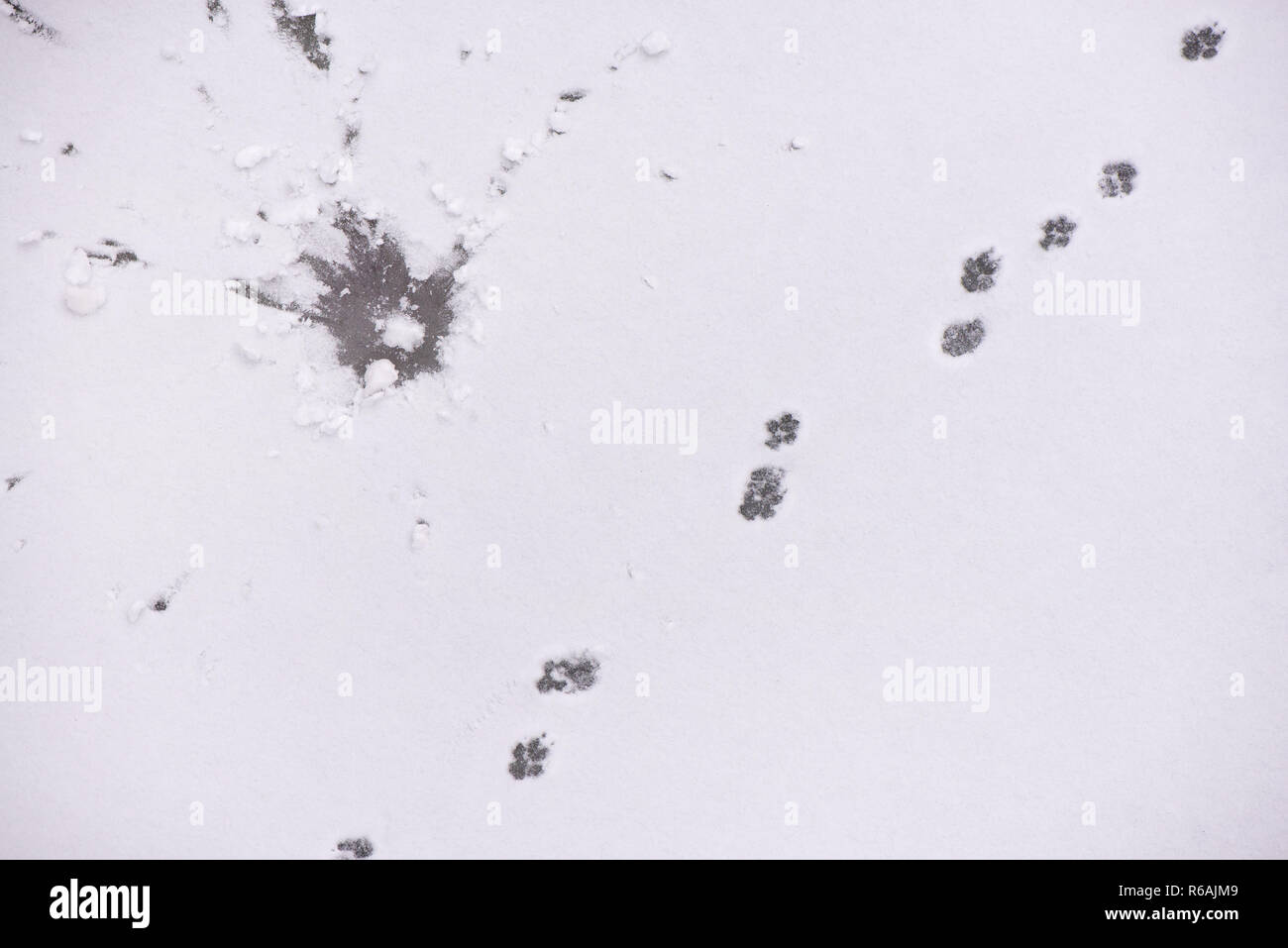 Des Traces D Animaux Dans La Neige Chevreuil Orignal Loup Renard Chien Chat Empreintes De Pattes Dans La Foret Concept De Chasse Et De Tir D Animaux Sauvages Migrations Et Photo Stock Alamy Des Traces D Animaux Dans La Neige Chevreuil Orignal Loup Renard Chien Chat Empreintes De Pattes Dans La Foret Concept De Chasse Et De Tir D Animaux Sauvages Migrations Et Photo Stock Alamy