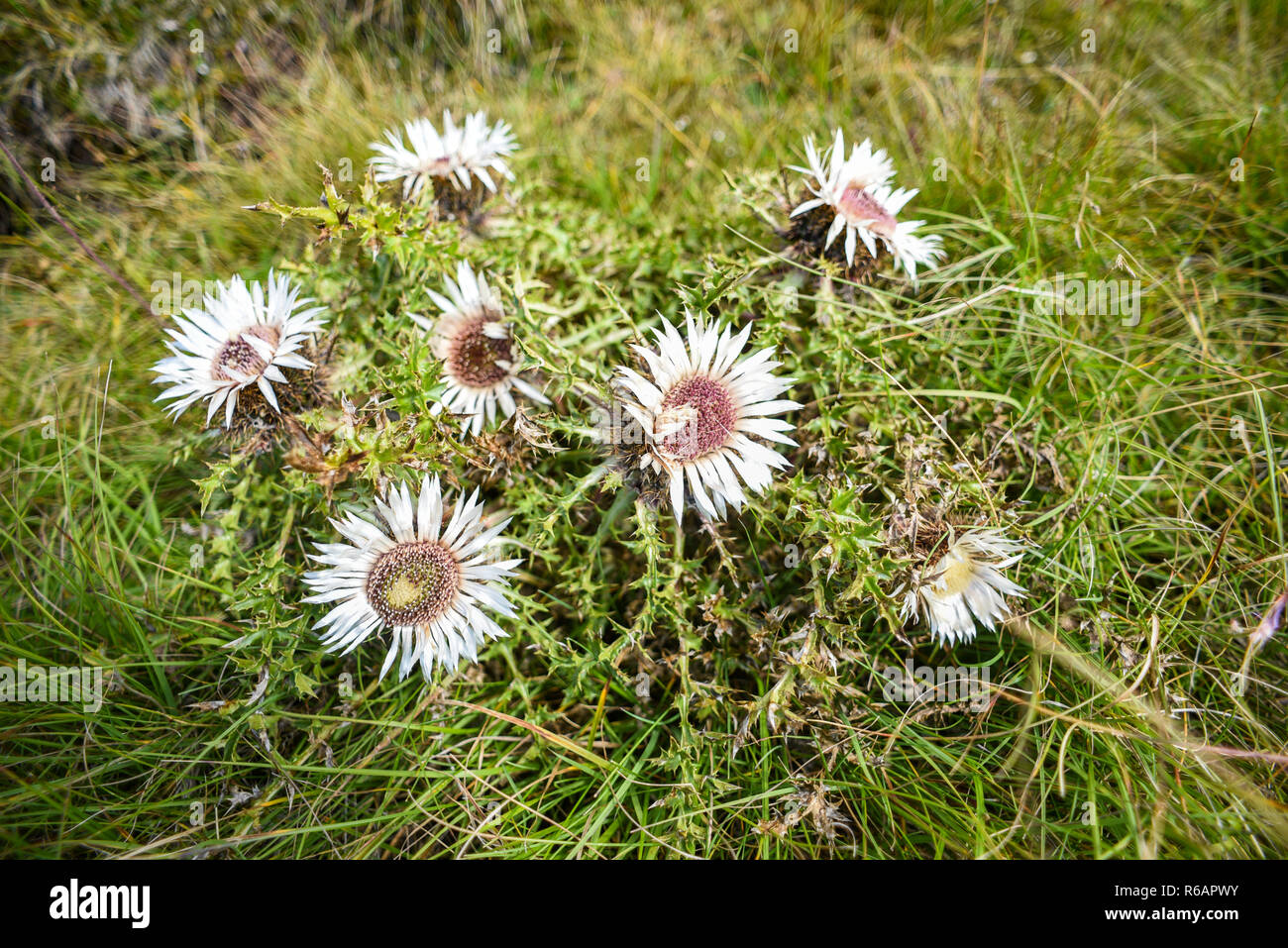 Carlina acaulis fleurissent dans les montagnes du Durmitor au Monténégro. Banque D'Images