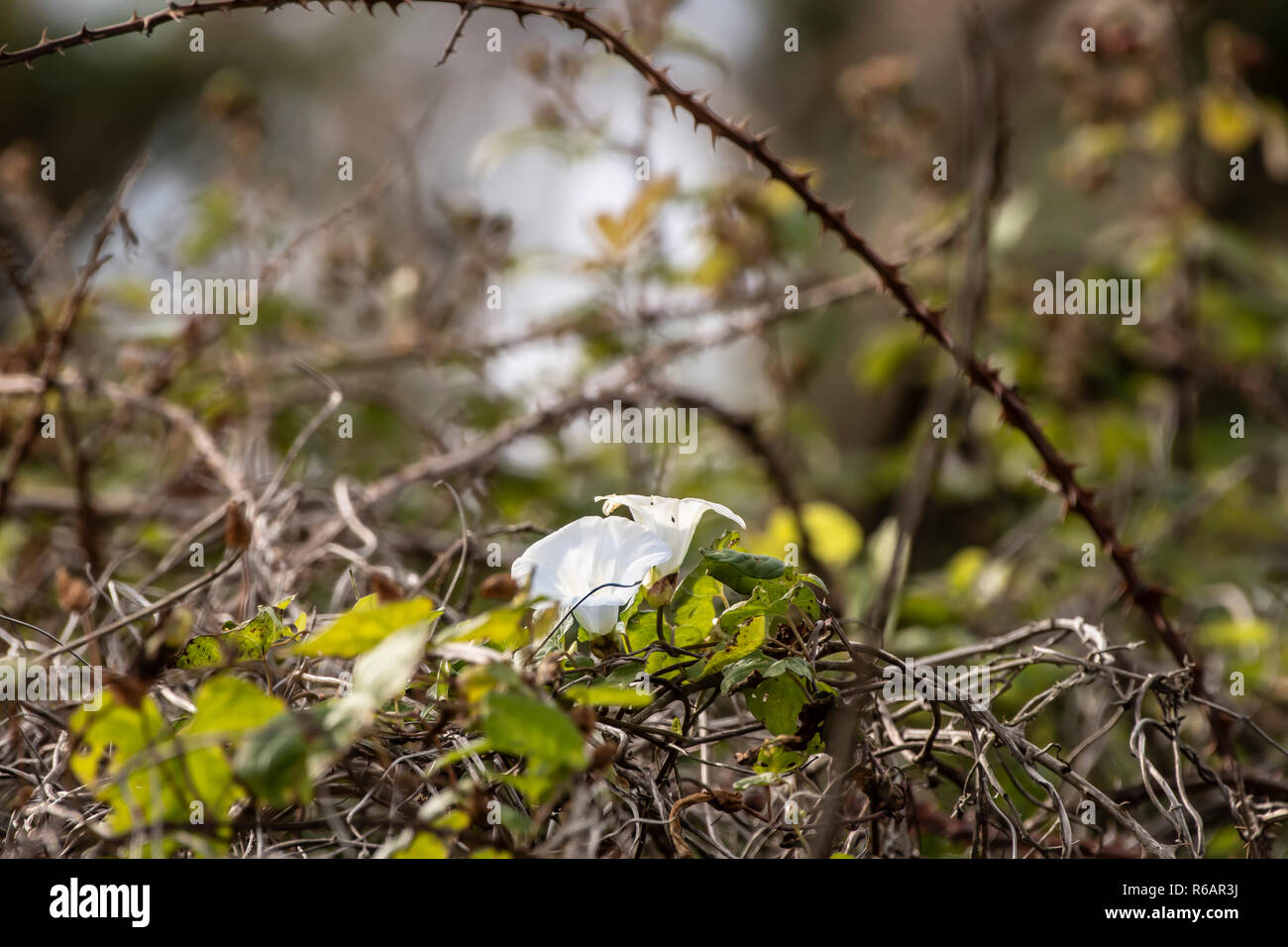 Liseron des champs des fleurs en mûriers près de la mer. Banque D'Images