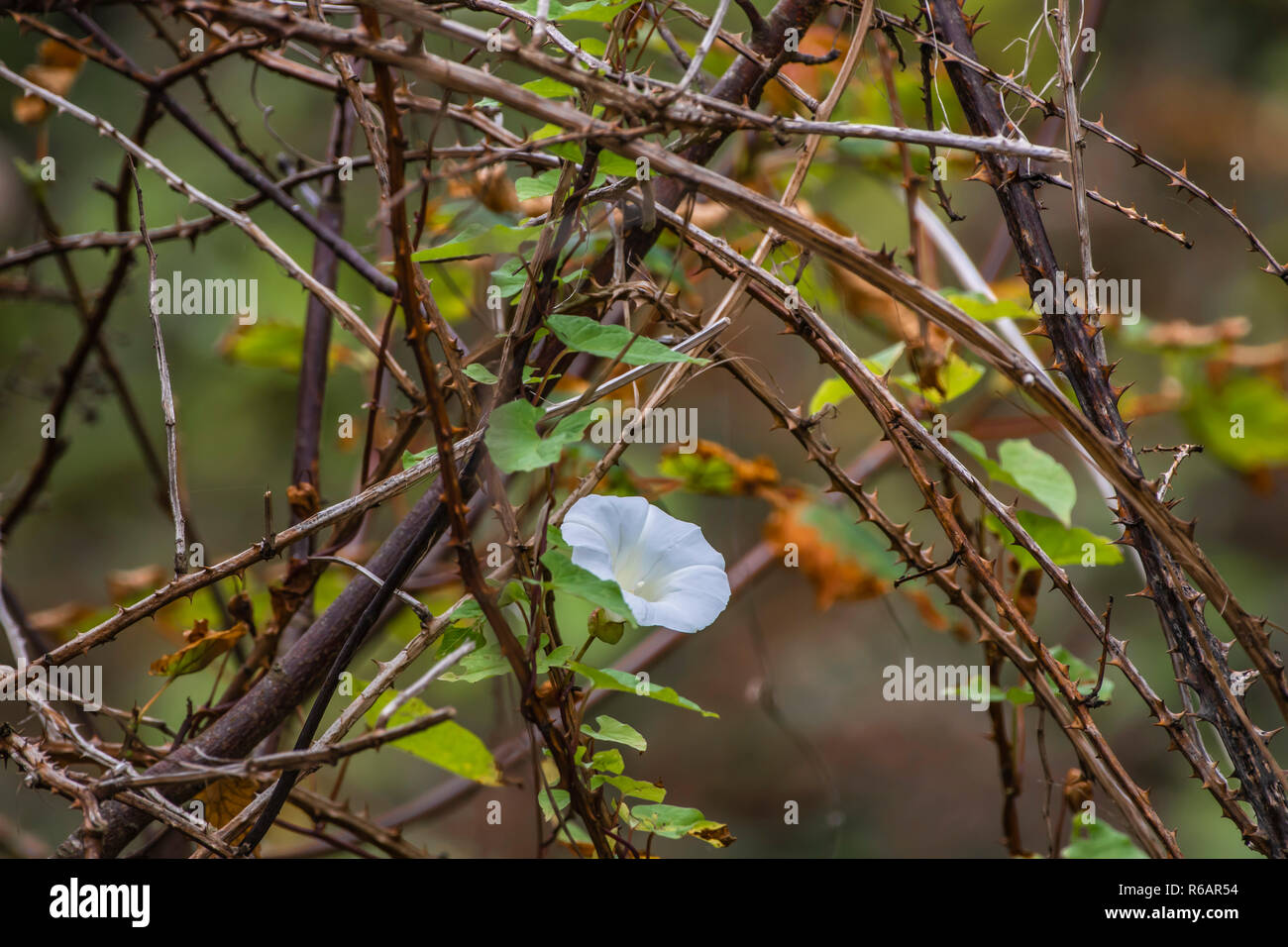Liseron des champs des fleurs en mûriers près de la mer. Banque D'Images