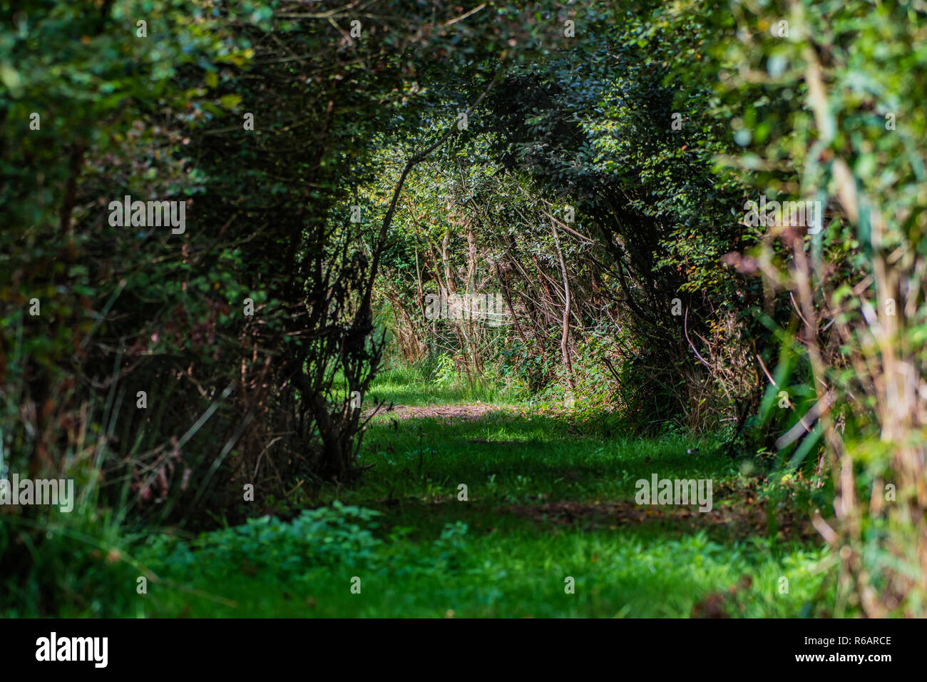 Sentier d'arc dans la forêt. Les zones humides, Newcastle, réserve naturelle de la côte est, Wicklow, Irlande Banque D'Images