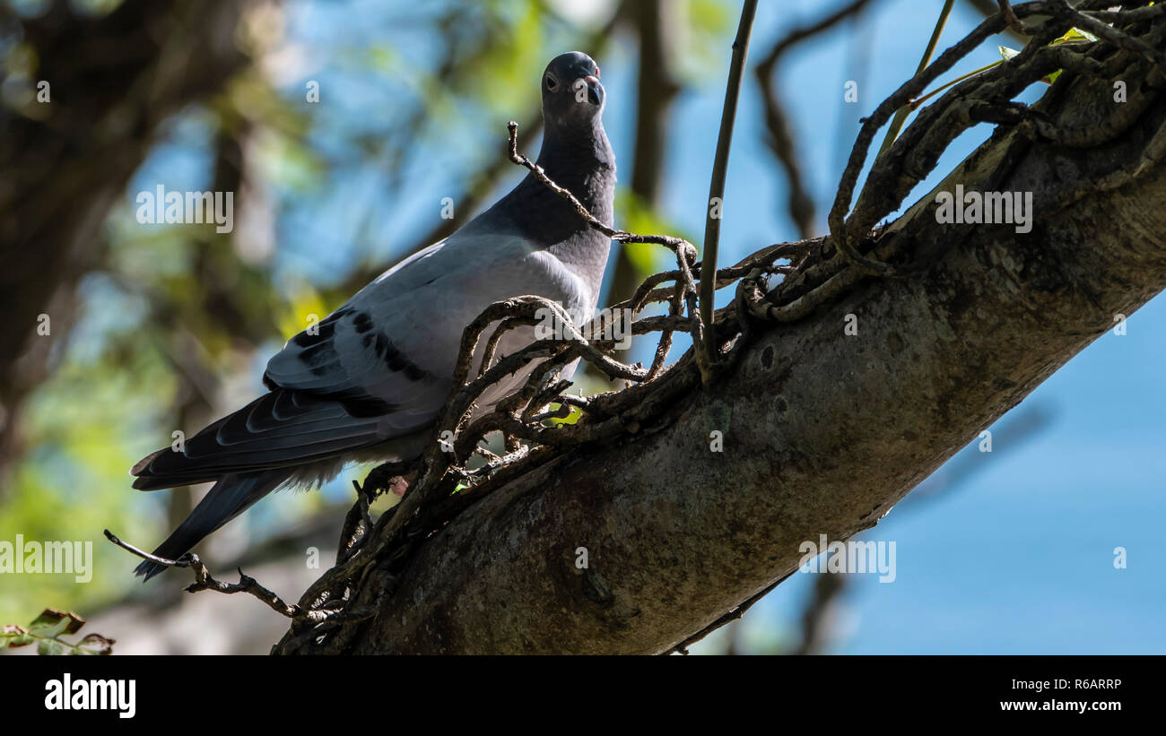 Pigeon colombin Columba oenas,, sur un arbre Banque D'Images