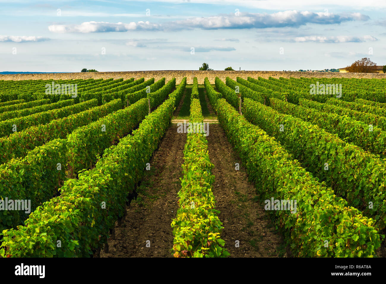 Beau vignoble à Bordeaux, France en journée ensoleillée de destination de voyage. Banque D'Images