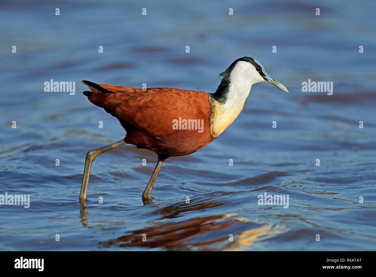 African jacana en eau peu profonde Banque D'Images