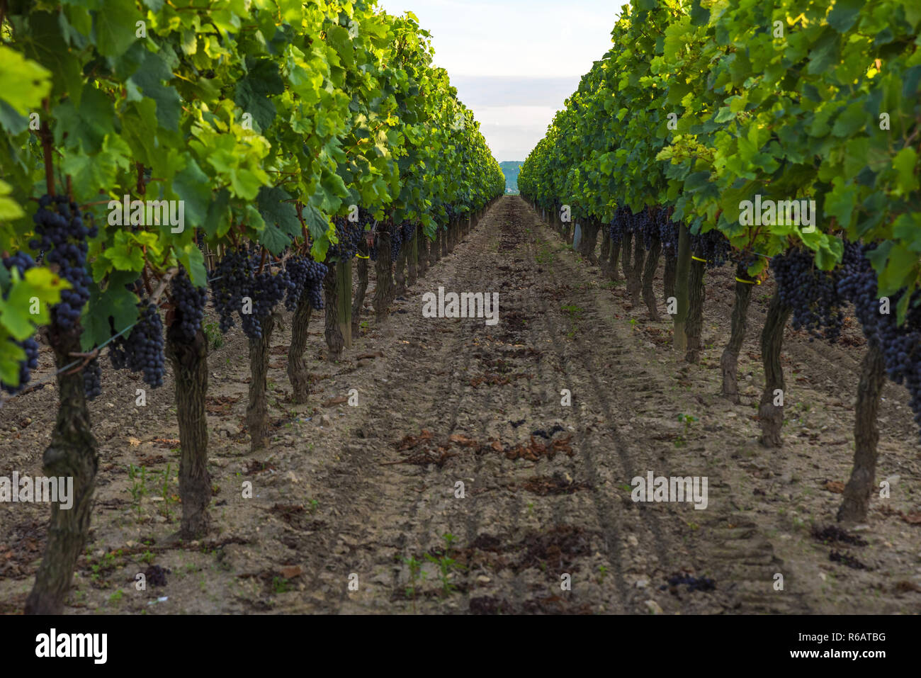 Vendange en vignoble de Bordeaux en région Aquitaine, France. close up Banque D'Images