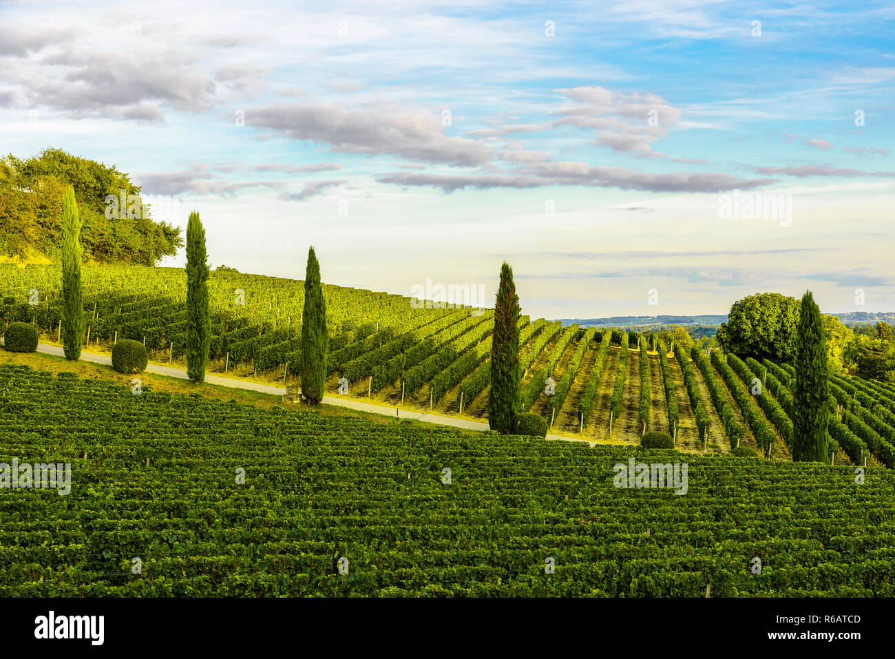Coucher de soleil paysage de vignobles de Bordeaux en région Aquitaine, France Banque D'Images