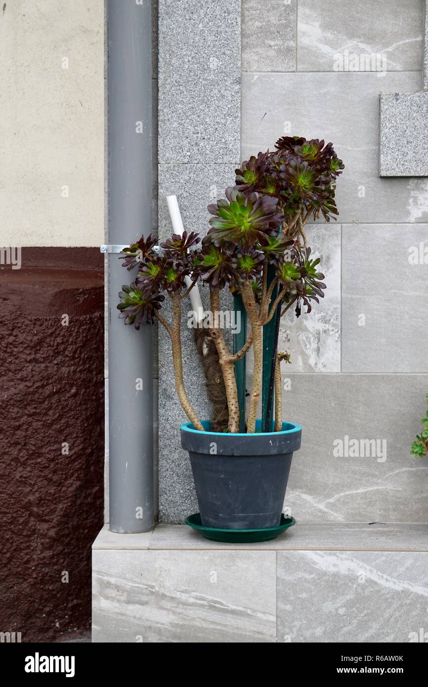 Le pot de fleurs dans la rue Banque D'Images