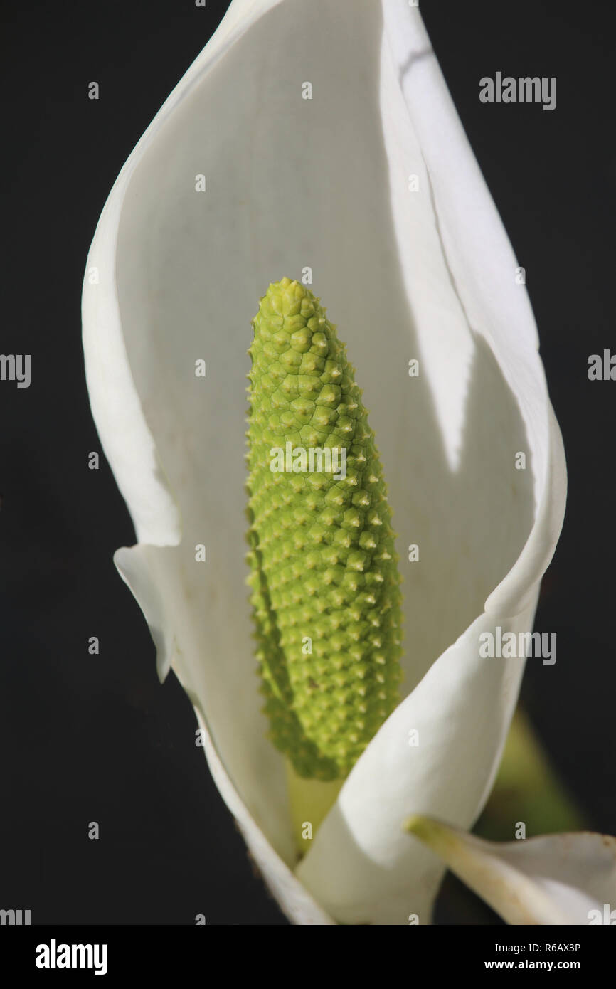 Gros plan de la fleur verte inhabituelle de Lysichiton camtschatcensis, également connu sous l'Asie ad Skunk chou-blanc ou choux. Banque D'Images