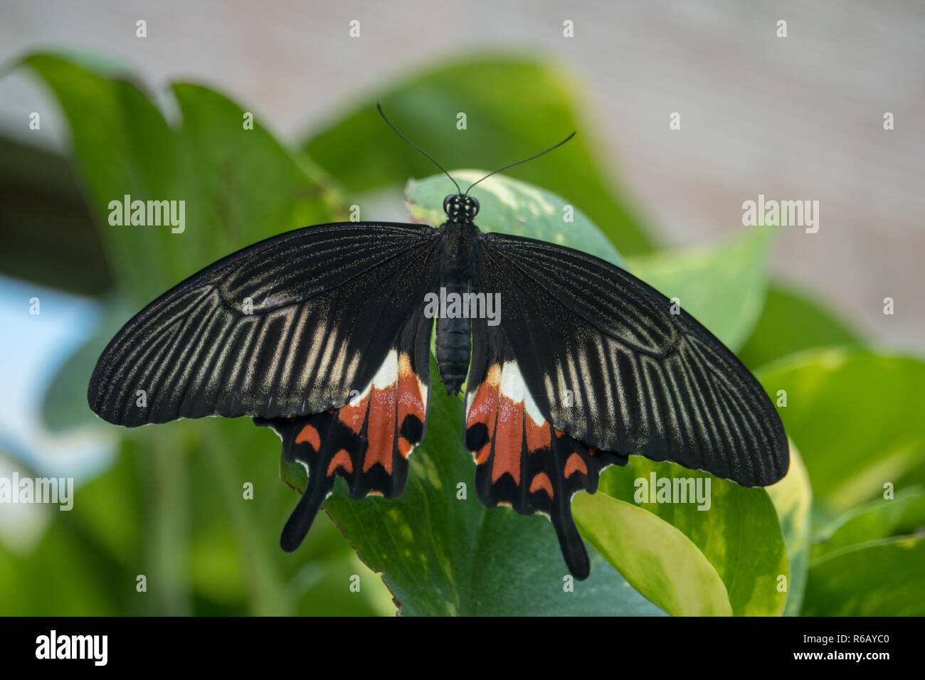 Beau Papillon Rouge Et Noir Banque De Photographies Et D images Haute beau-papillon-rouge-et-noir-banque-de-photographies-et-d-images-haute