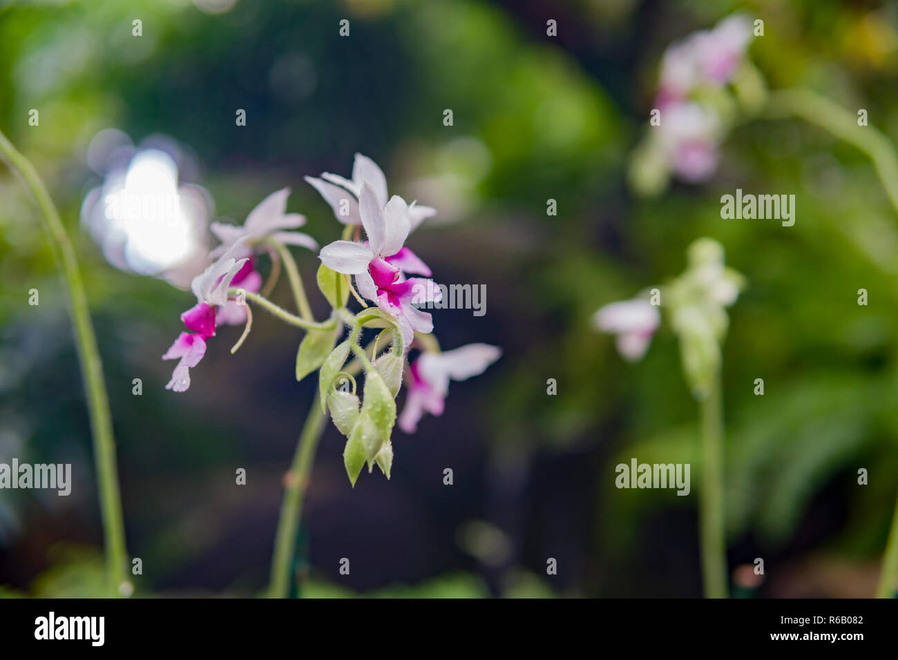 Gros plan d'une belle fleur violet Phalaenopsis aphrodite à Los Angeles, Californie Banque D'Images