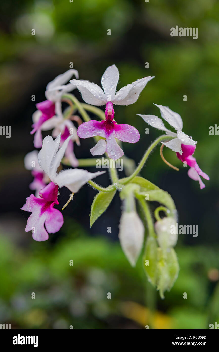 Gros plan d'une belle fleur violet Phalaenopsis aphrodite à Los Angeles, Californie Banque D'Images