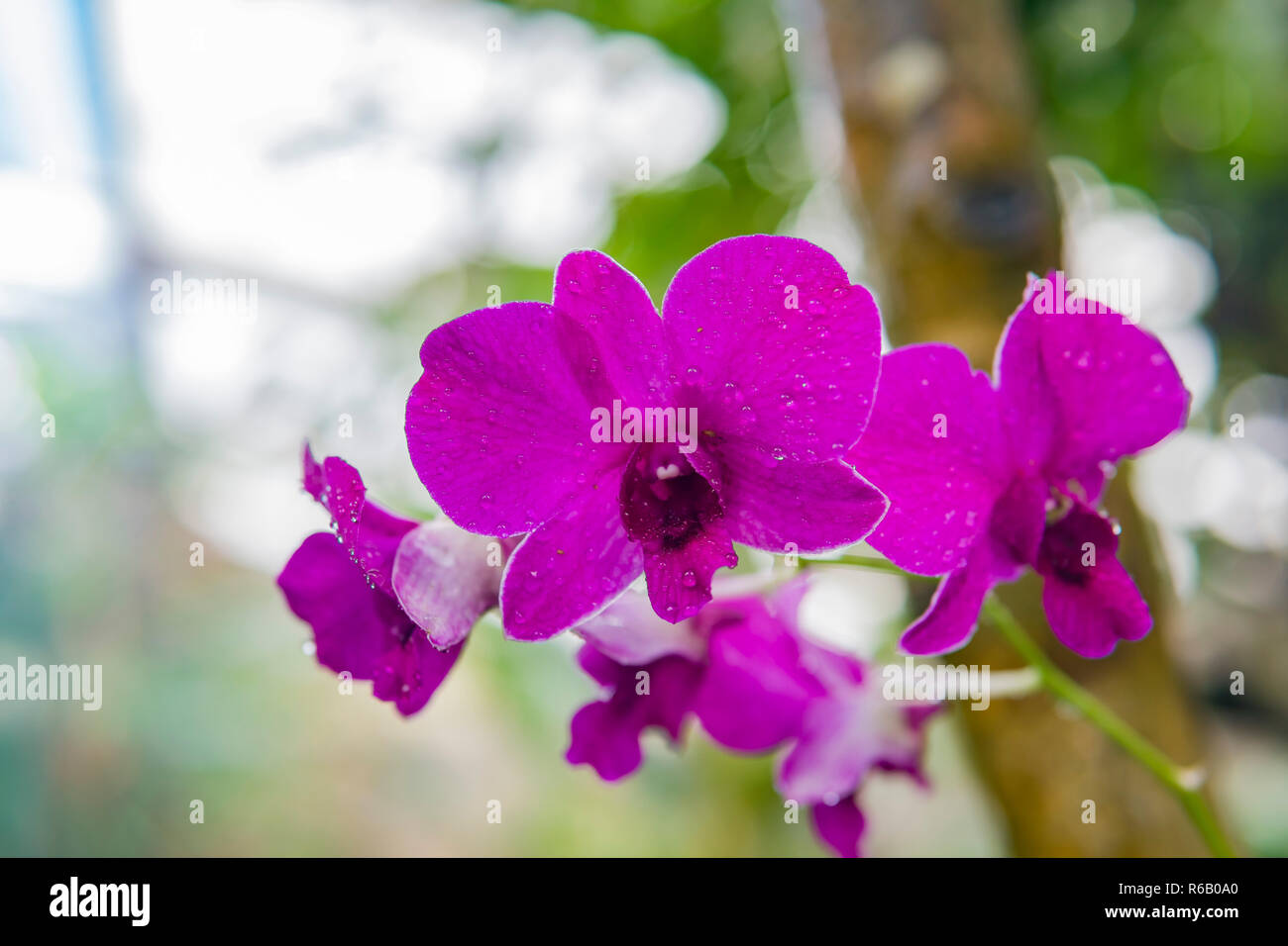 Gros plan d'une belle fleur violet Phalaenopsis aphrodite à Los Angeles, Californie Banque D'Images