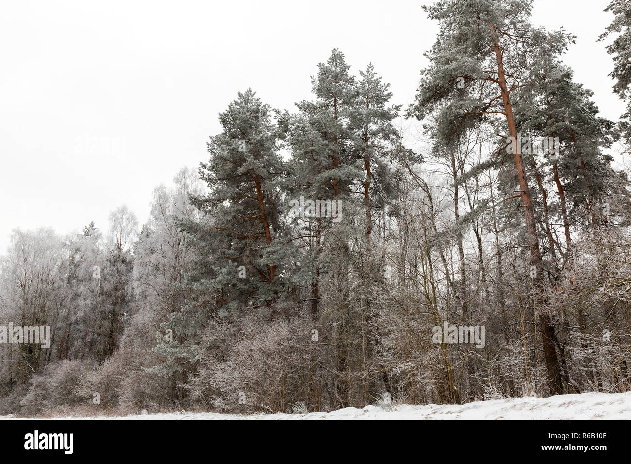 À l'état sauvage Banque D'Images