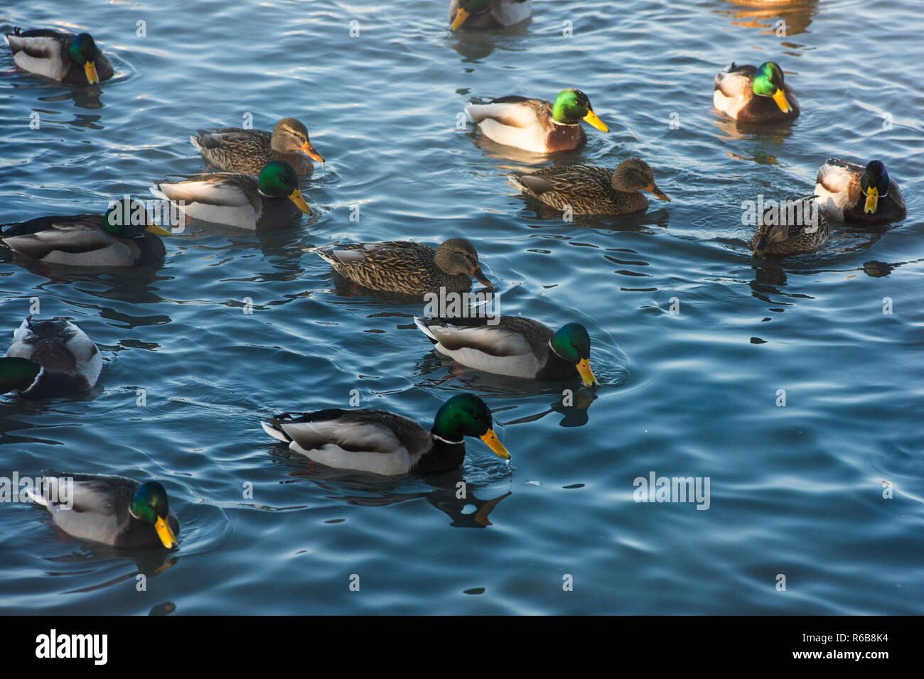 Nager dans le lac Canard Banque D'Images