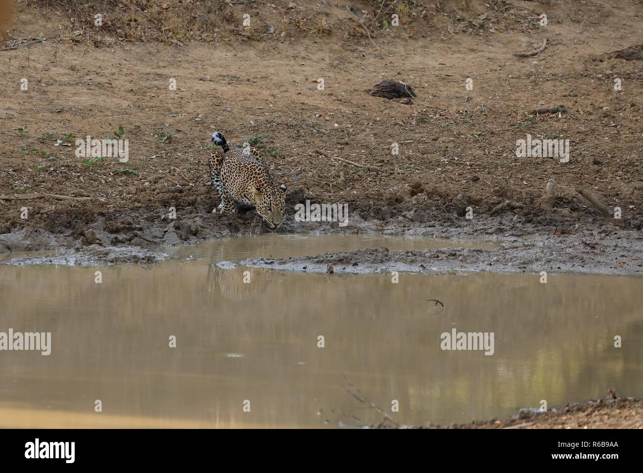 Les léopards dans le parc national de Yala de Sri Lanka Banque D'Images