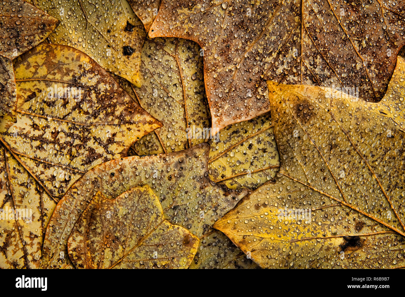 Réseau express régional (feuilles Tulipier Liriodendron tulipifera) après la pluie, Sterling Heights, Metro Detroit, Macomb County, Michigan, USA Banque D'Images