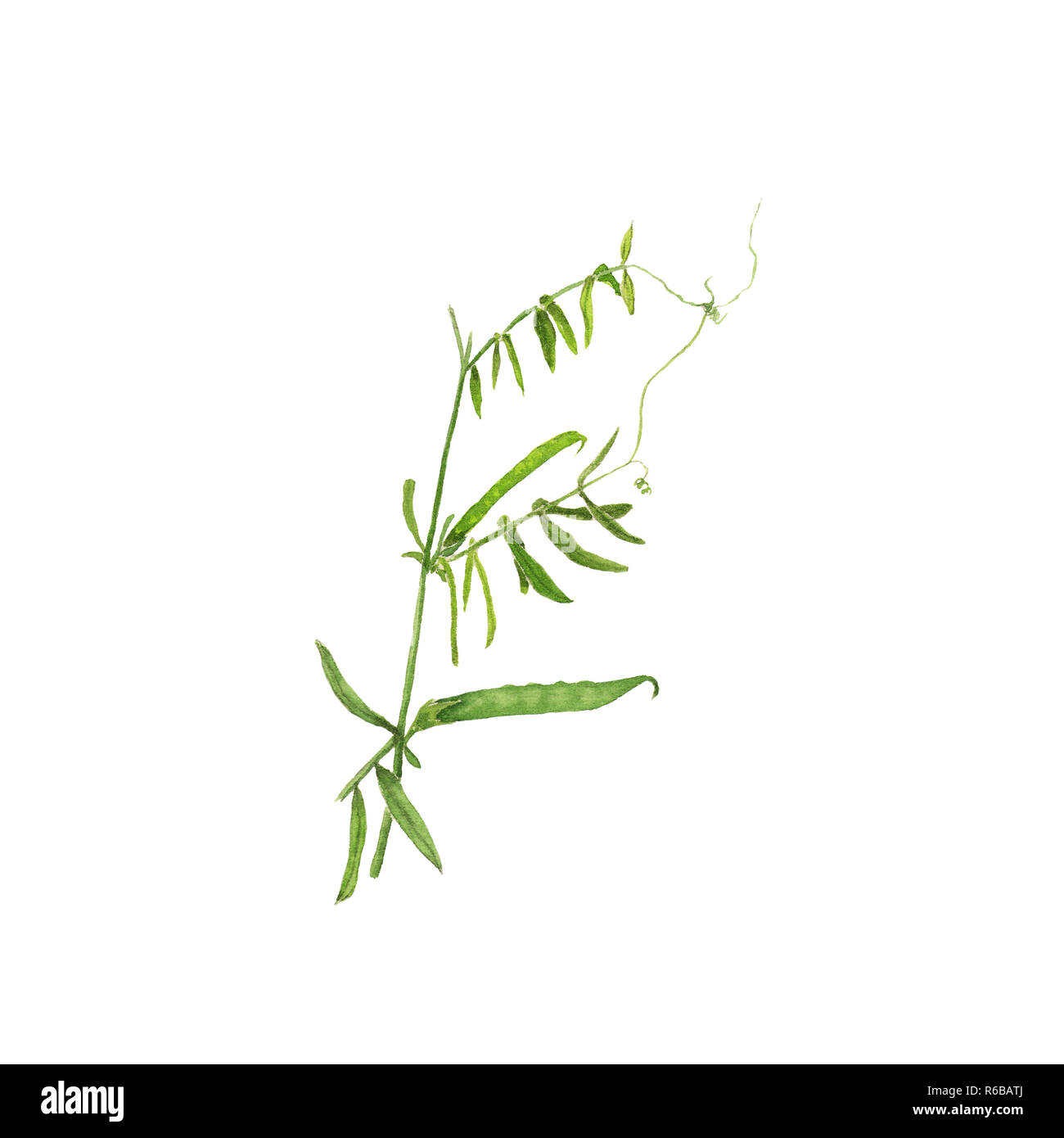 Vicia sativa illustration aquarelle isolé sur fond blanc Banque D'Images