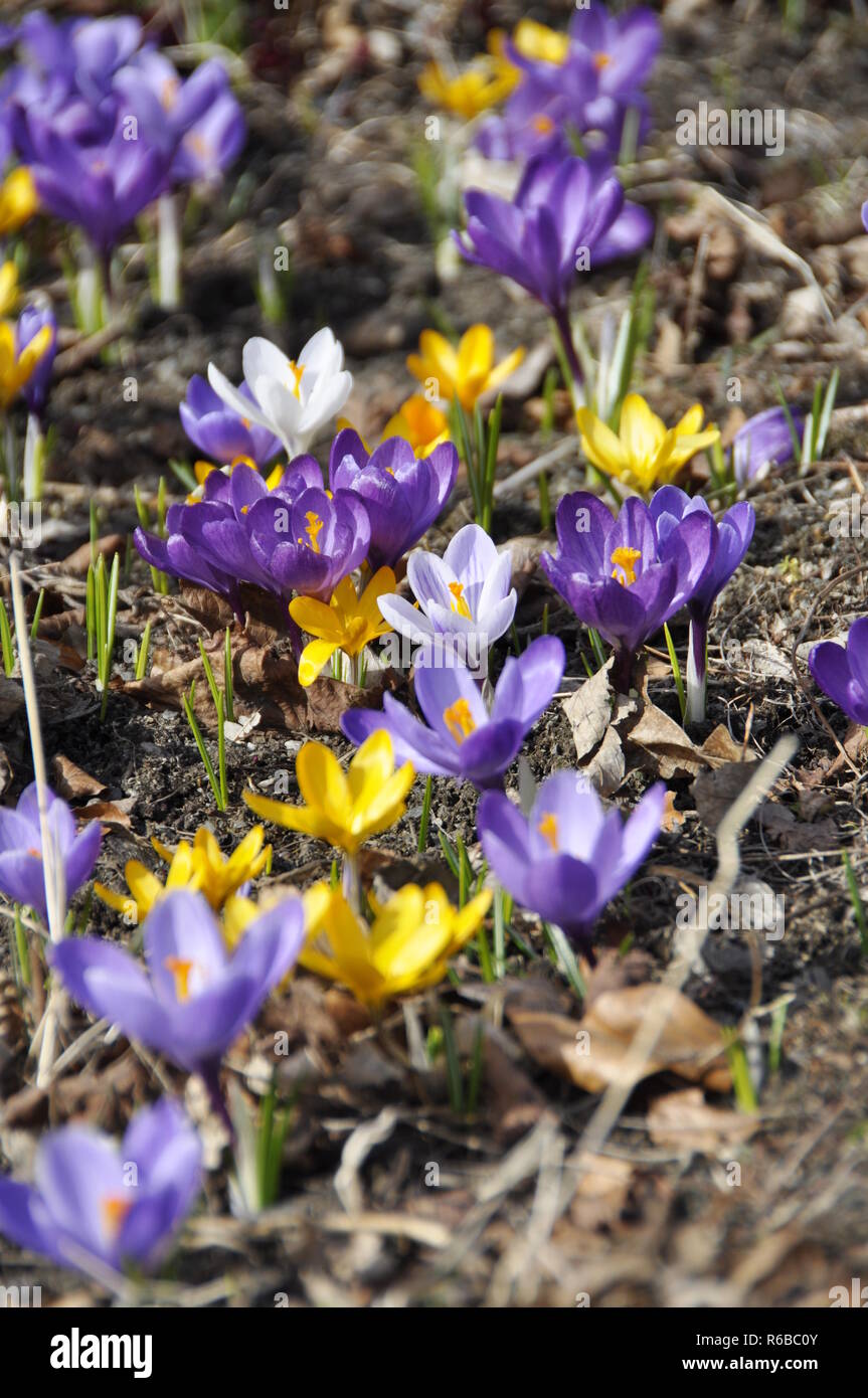 Crocus avec différentes couleurs de floraison au début du printemps Banque D'Images