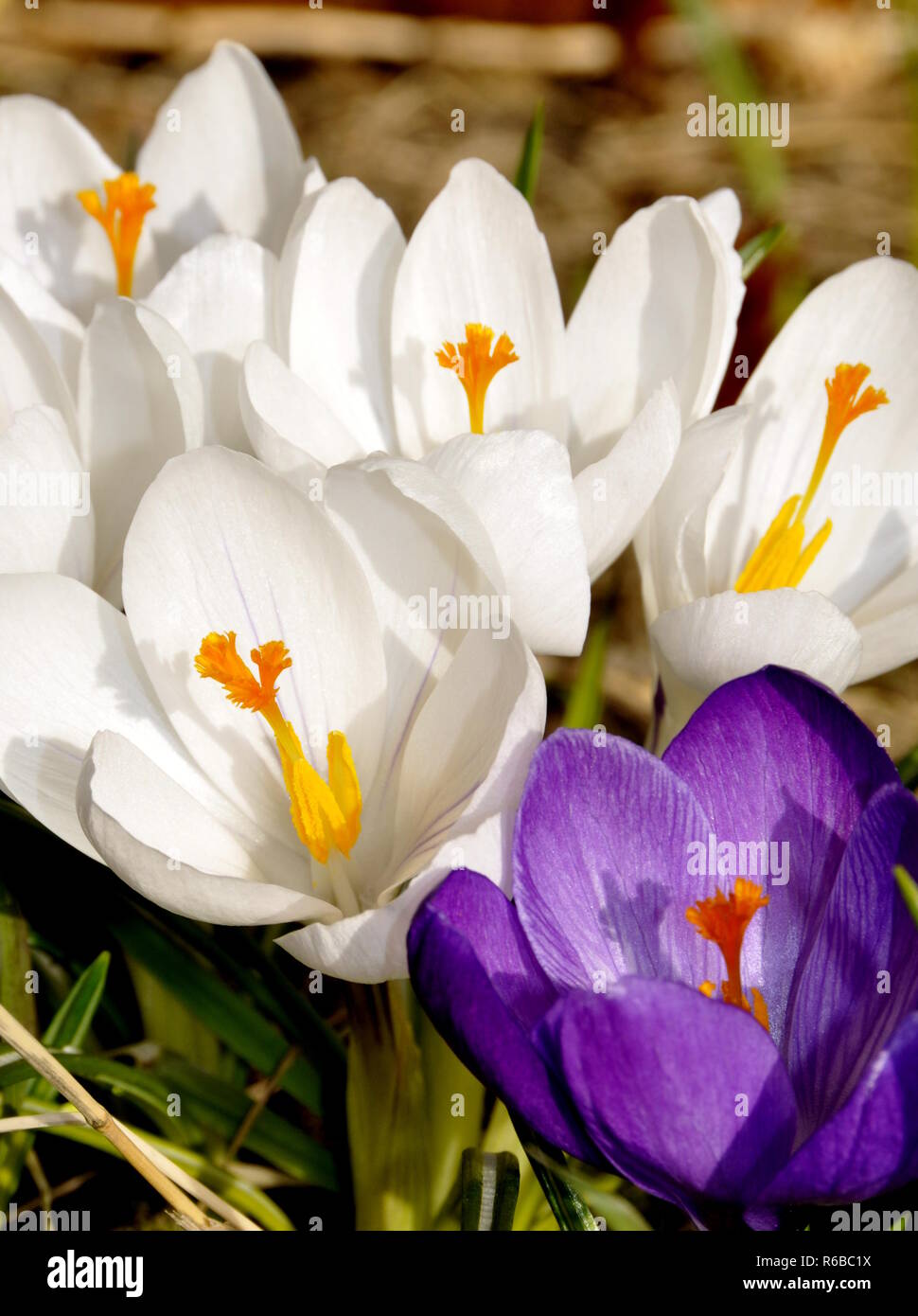 Blanc et violet cocuses la floraison au début du printemps Banque D'Images