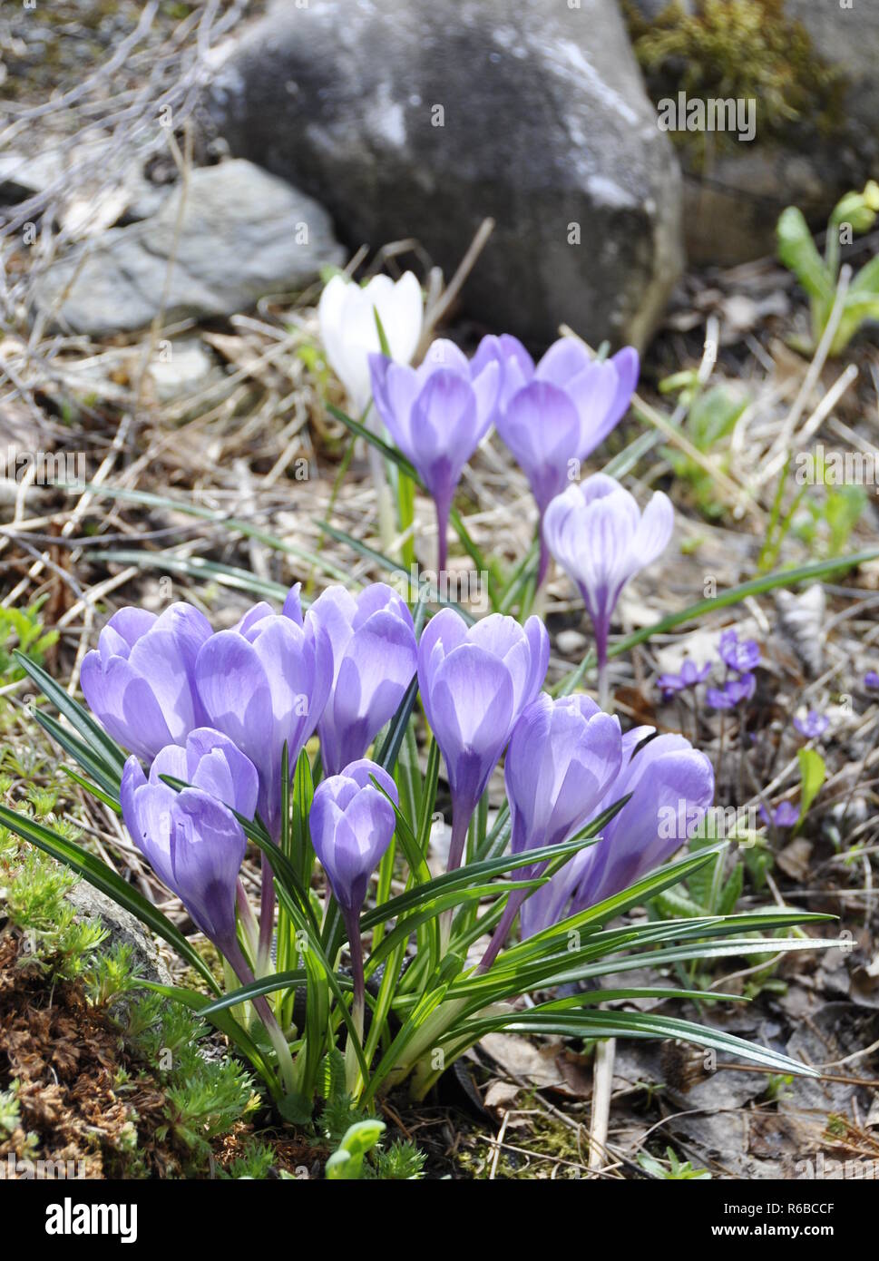 Blanc et violet cocuses la floraison au début du printemps Banque D'Images