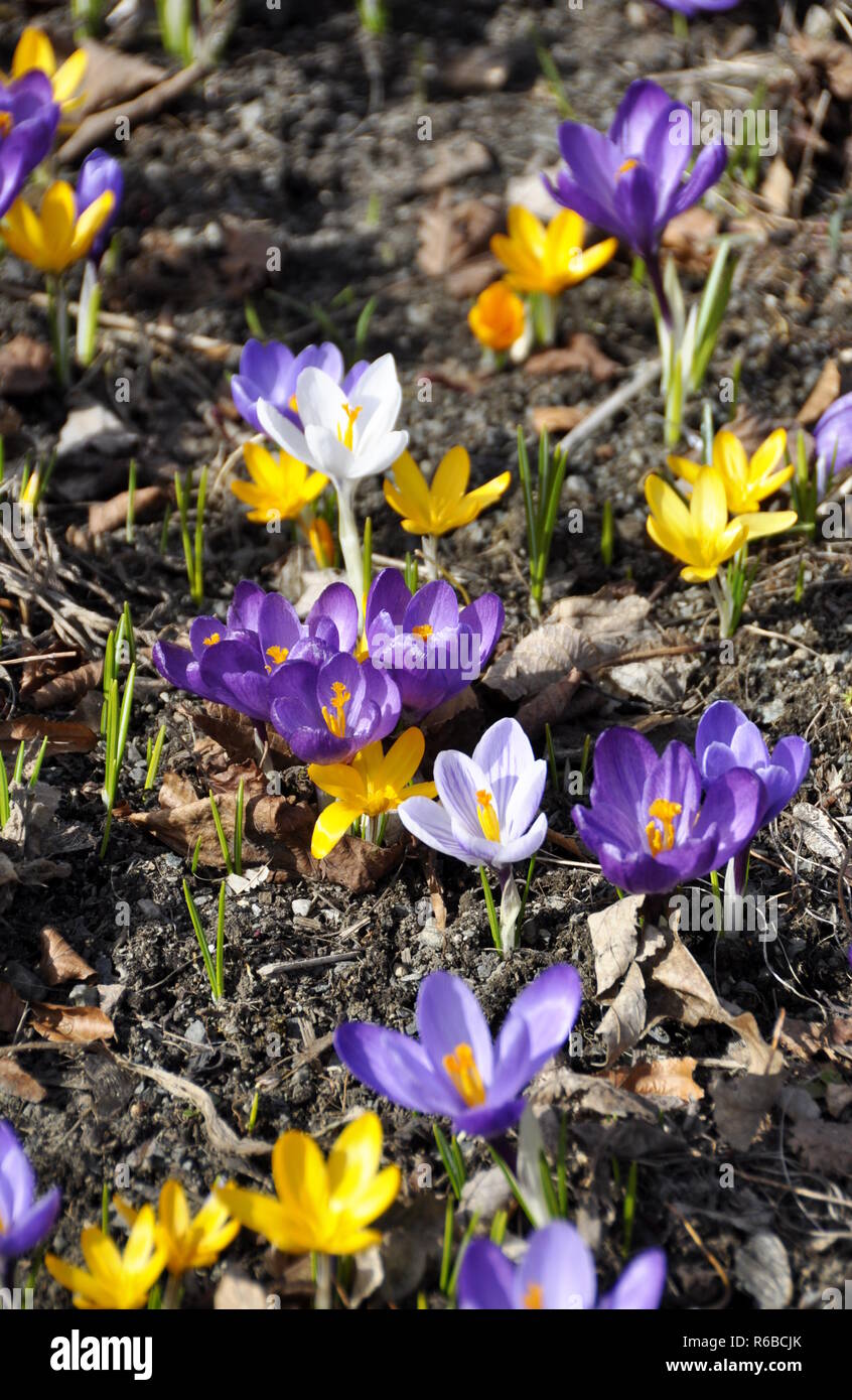 Crocus avec différentes couleurs de floraison au début du printemps Banque D'Images