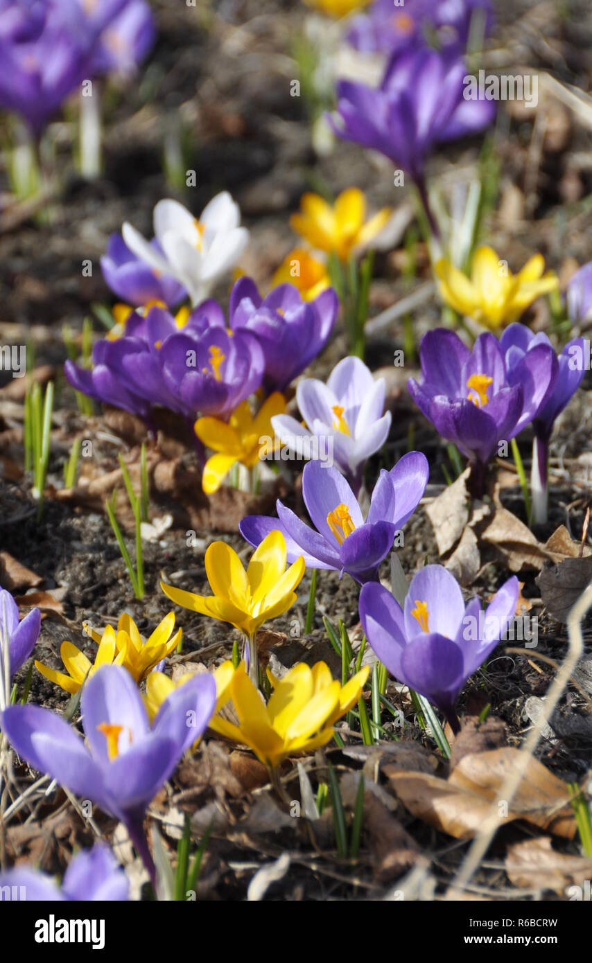 Crocus avec différentes couleurs de floraison au début du printemps Banque D'Images