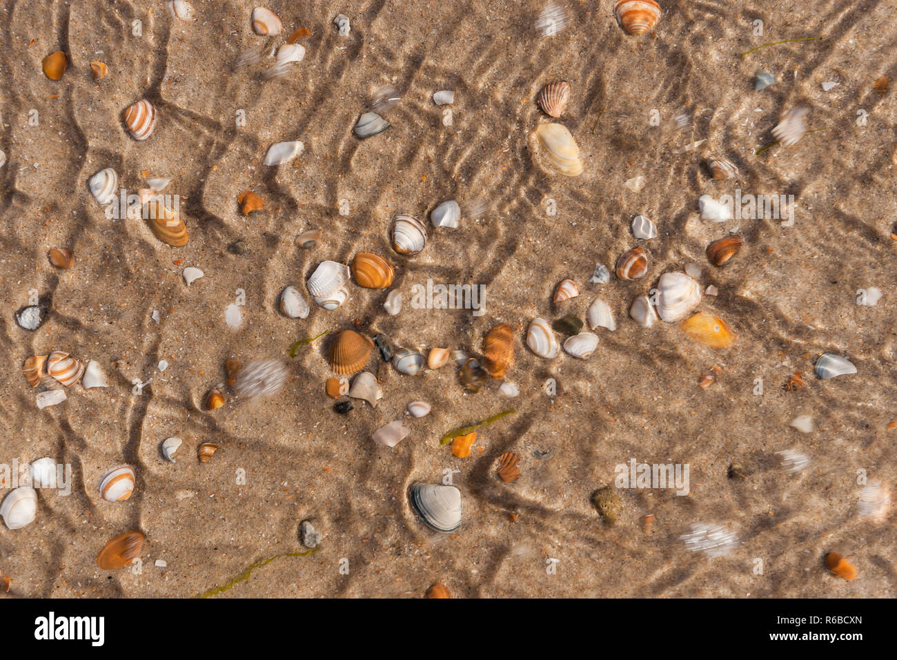 L'augmentation des inondations et de l'eau courante couvrir de blanc et de brun au nord des coquillages dans le sable. scène de plage typique de la côte néerlandaise pour l'arrière-plan ou dynam Banque D'Images