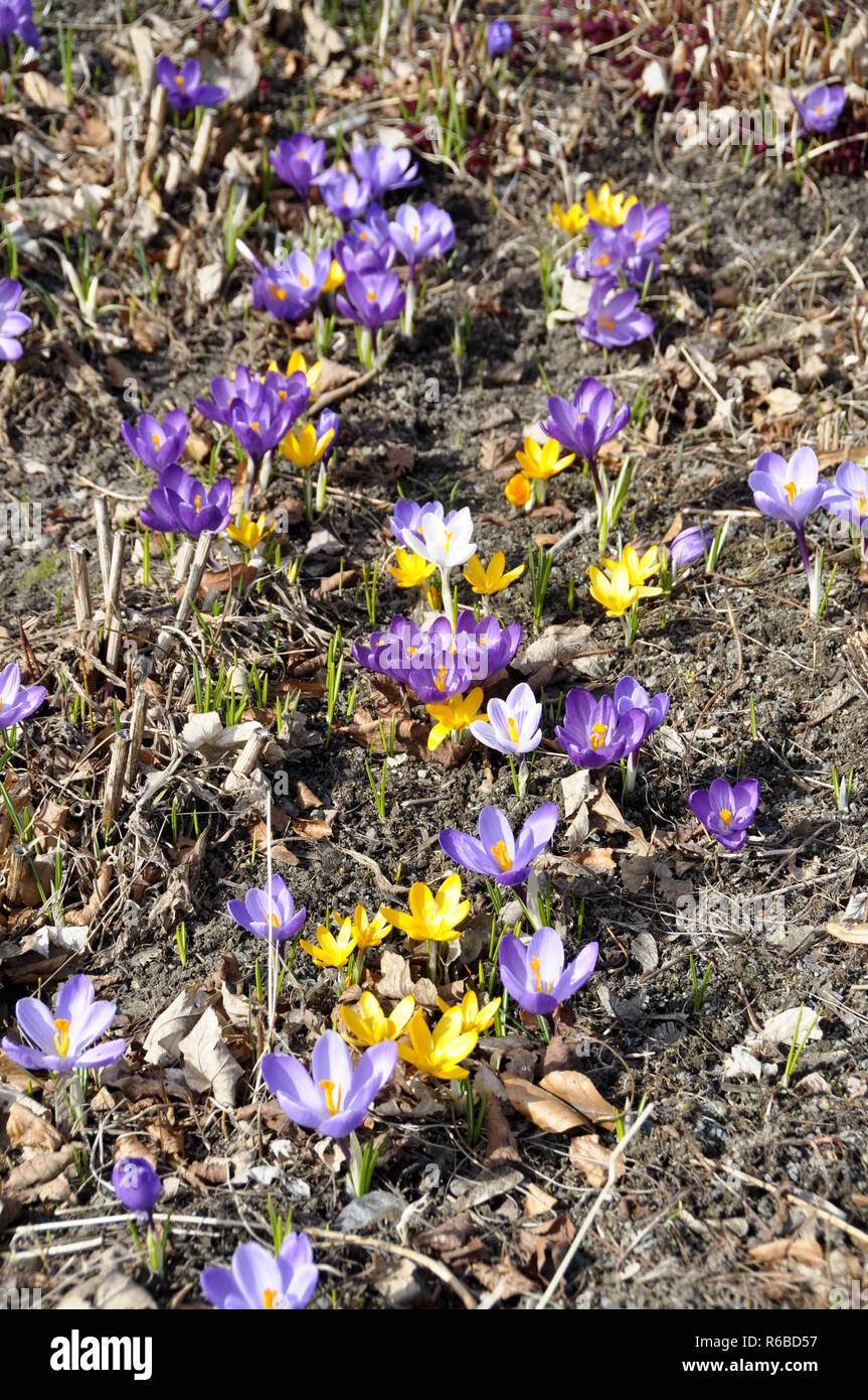 Crocus avec différentes couleurs de floraison au début du printemps Banque D'Images