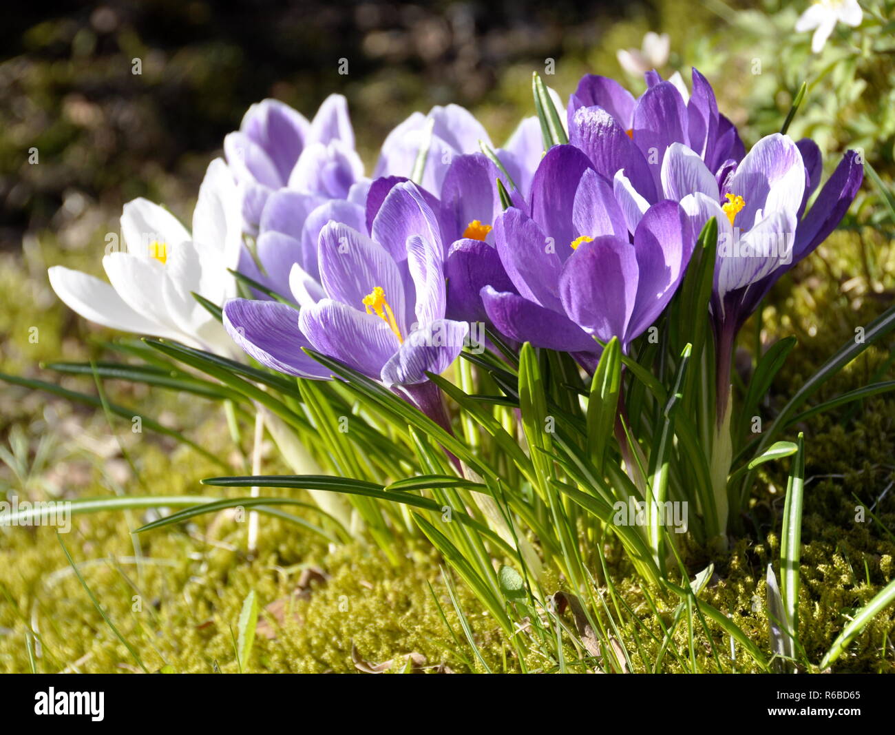 Blanc et violet cocuses la floraison au début du printemps Banque D'Images