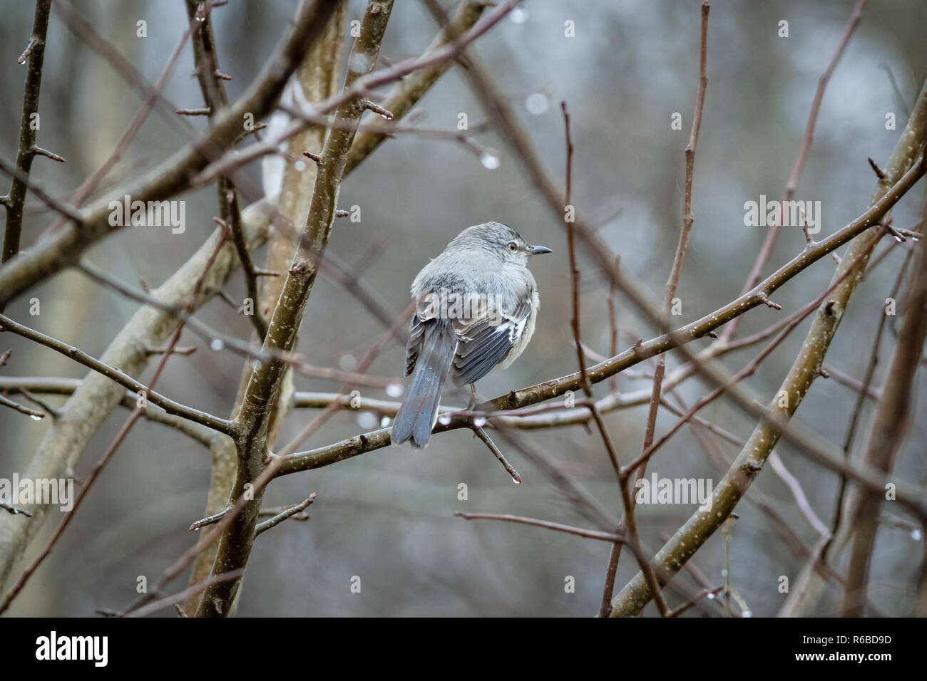 Corridor Bird sur la branche Banque D'Images