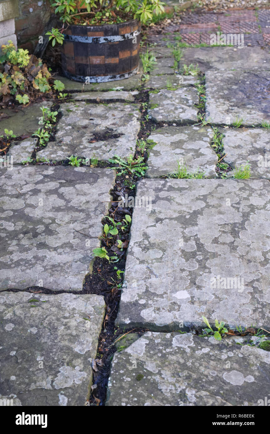 Les mauvaises herbes qui poussent entre les crevasses dans un patio dallé. Banque D'Images