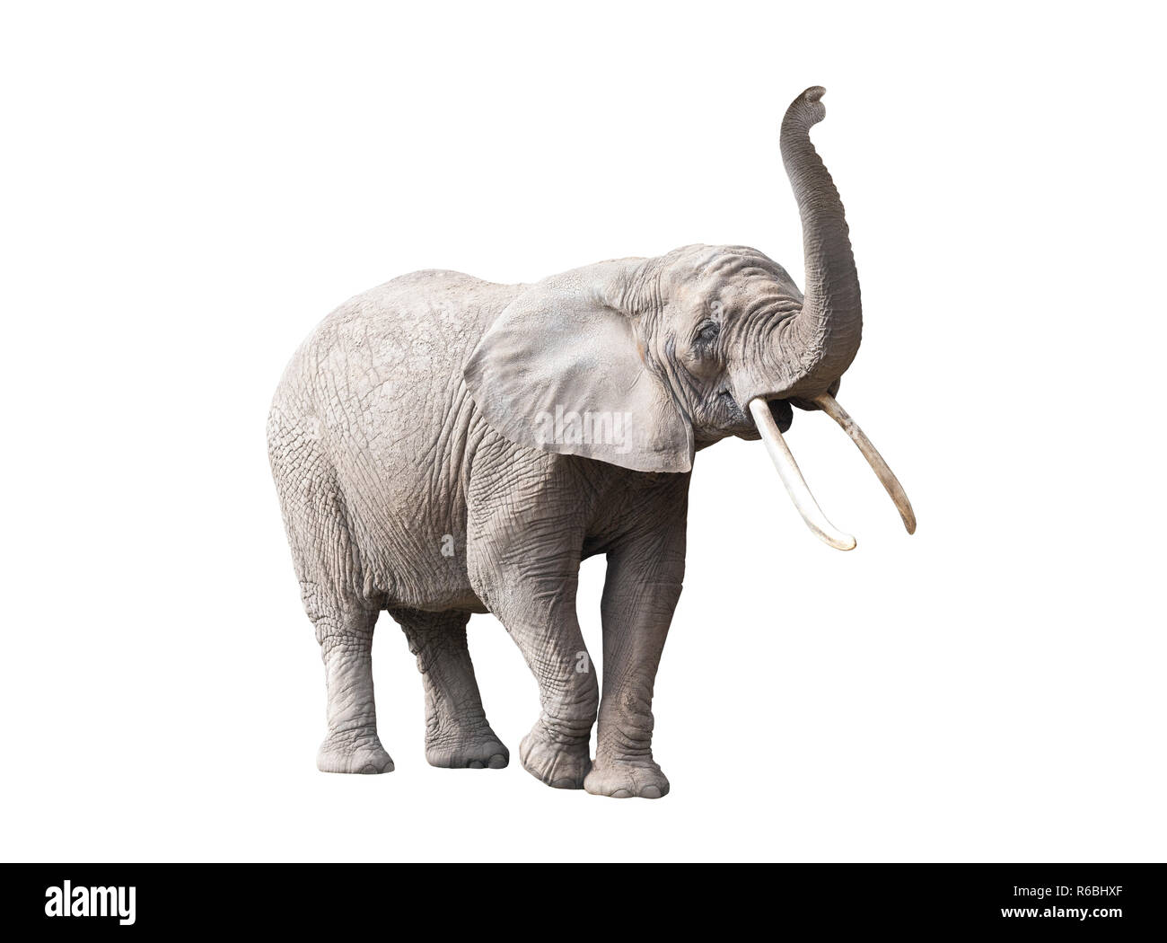 L'éléphant africain isolé sur fond blanc Banque D'Images