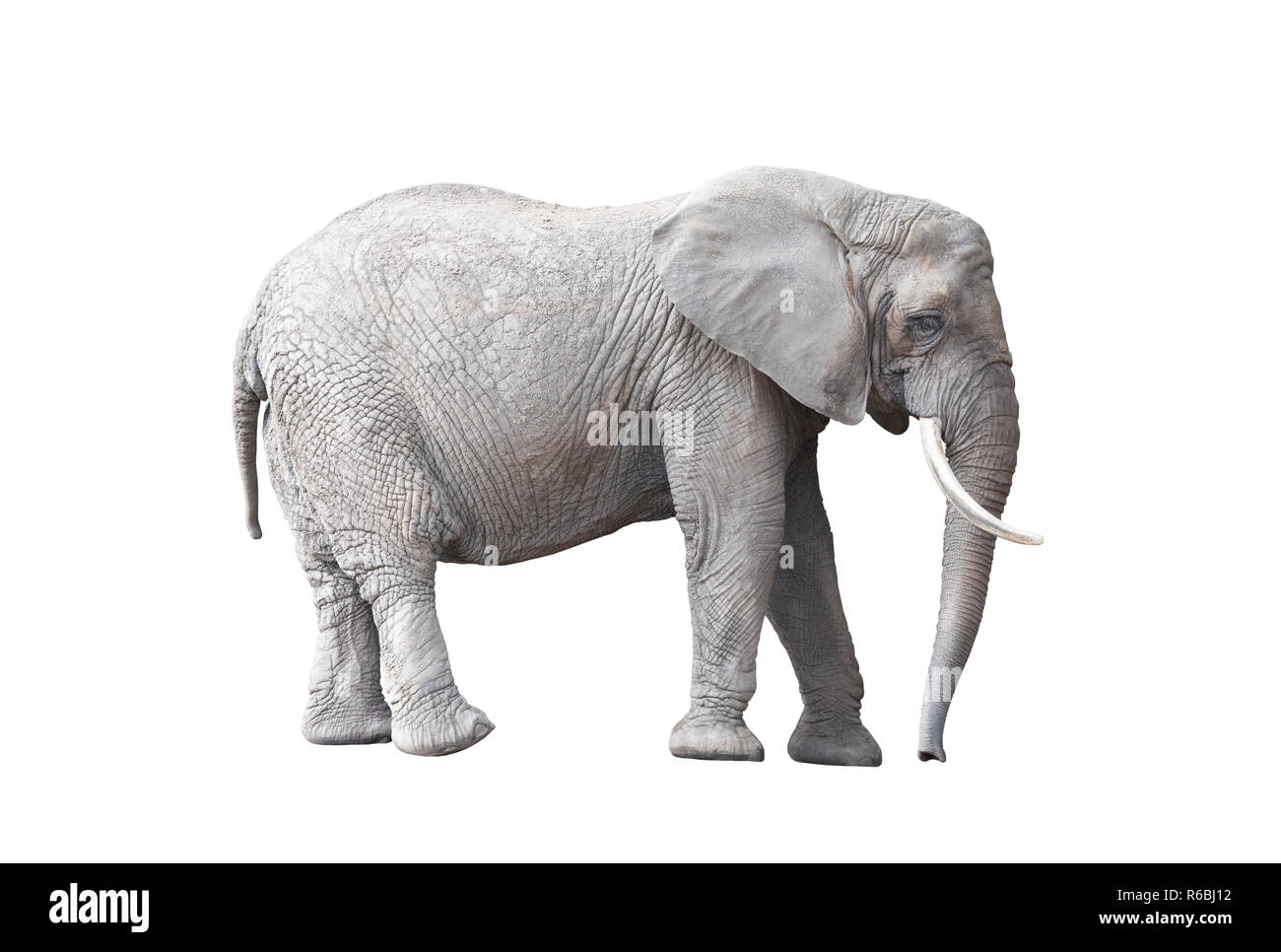 L'éléphant africain isolé sur fond blanc Banque D'Images