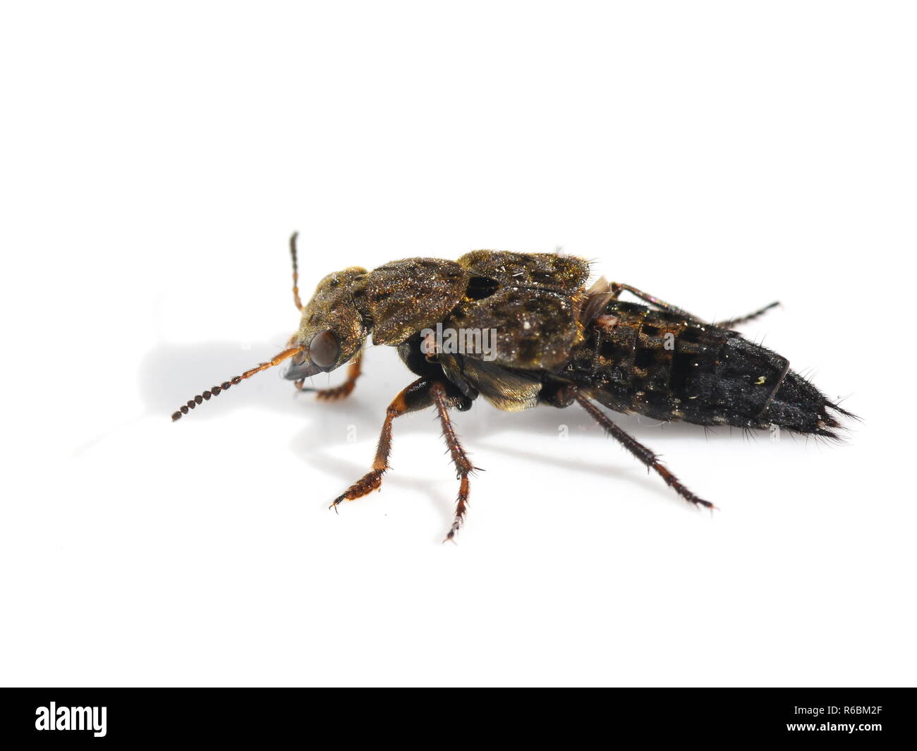 Le grand Staphylin Ontholestes tessellatus sur fond blanc Banque D'Images