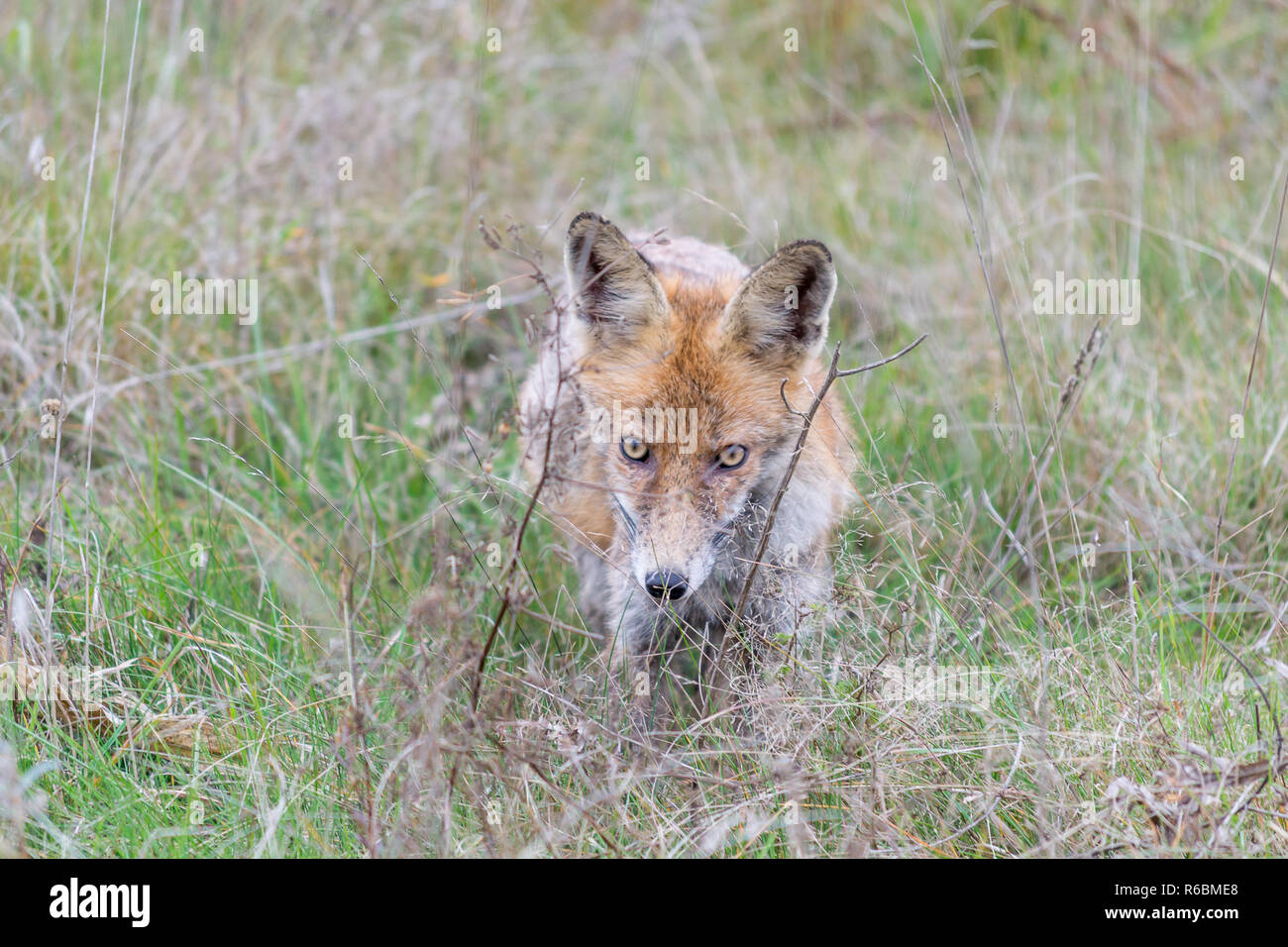 Beautiful red fox à la recherche de l'appareil photo. Banque D'Images