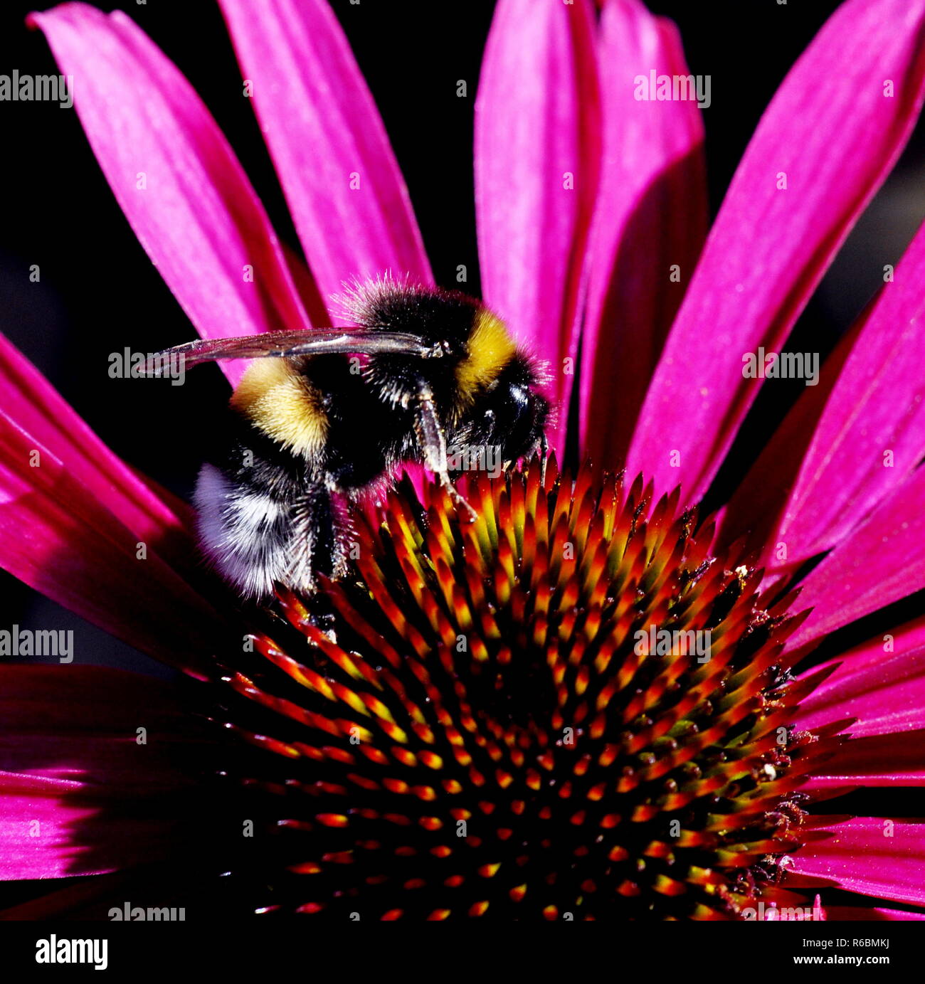Bumblebee sur le dessus de l'échinacée échinacée rose Banque D'Images
