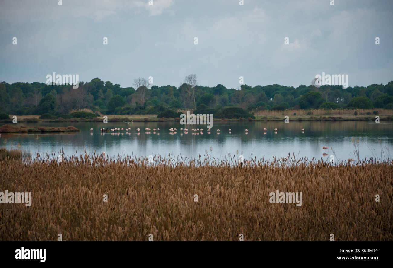 Groupe de flamant rose (Phoenicopterus roseus) debout dans un lac à l'automne dans un jour nuageux. Banque D'Images