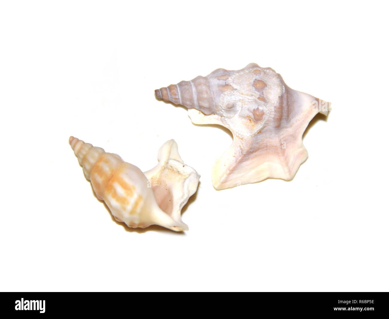 Pelicans foot shell Banque de photographies et d’images à haute ...