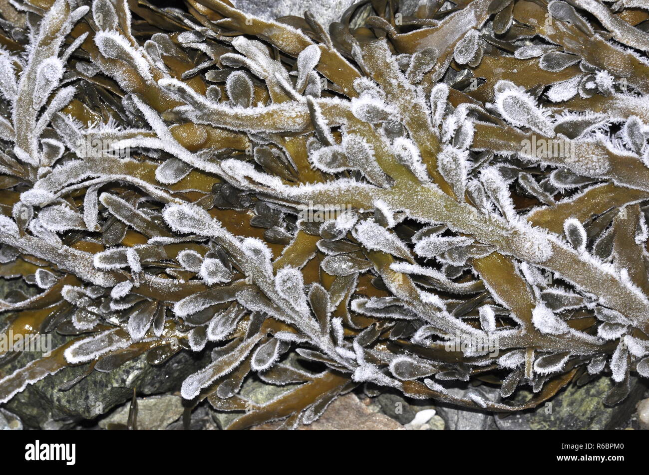 Les grandes algues brunes Ascophyllum nodosum avec frost Banque D'Images