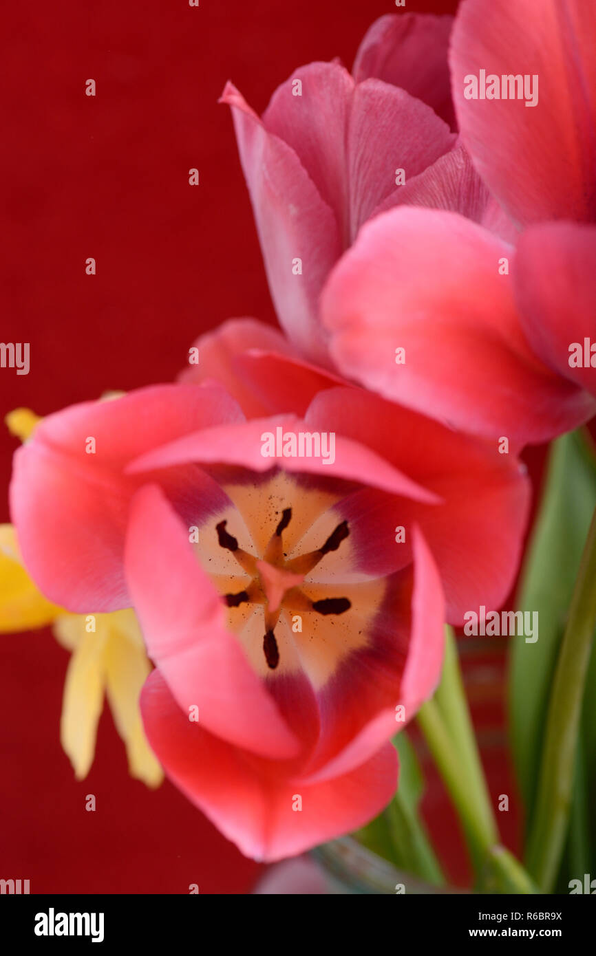 Bannière fleurs de printemps - bouquet de fleurs tulipes rouges sur fond rouge Banque D'Images