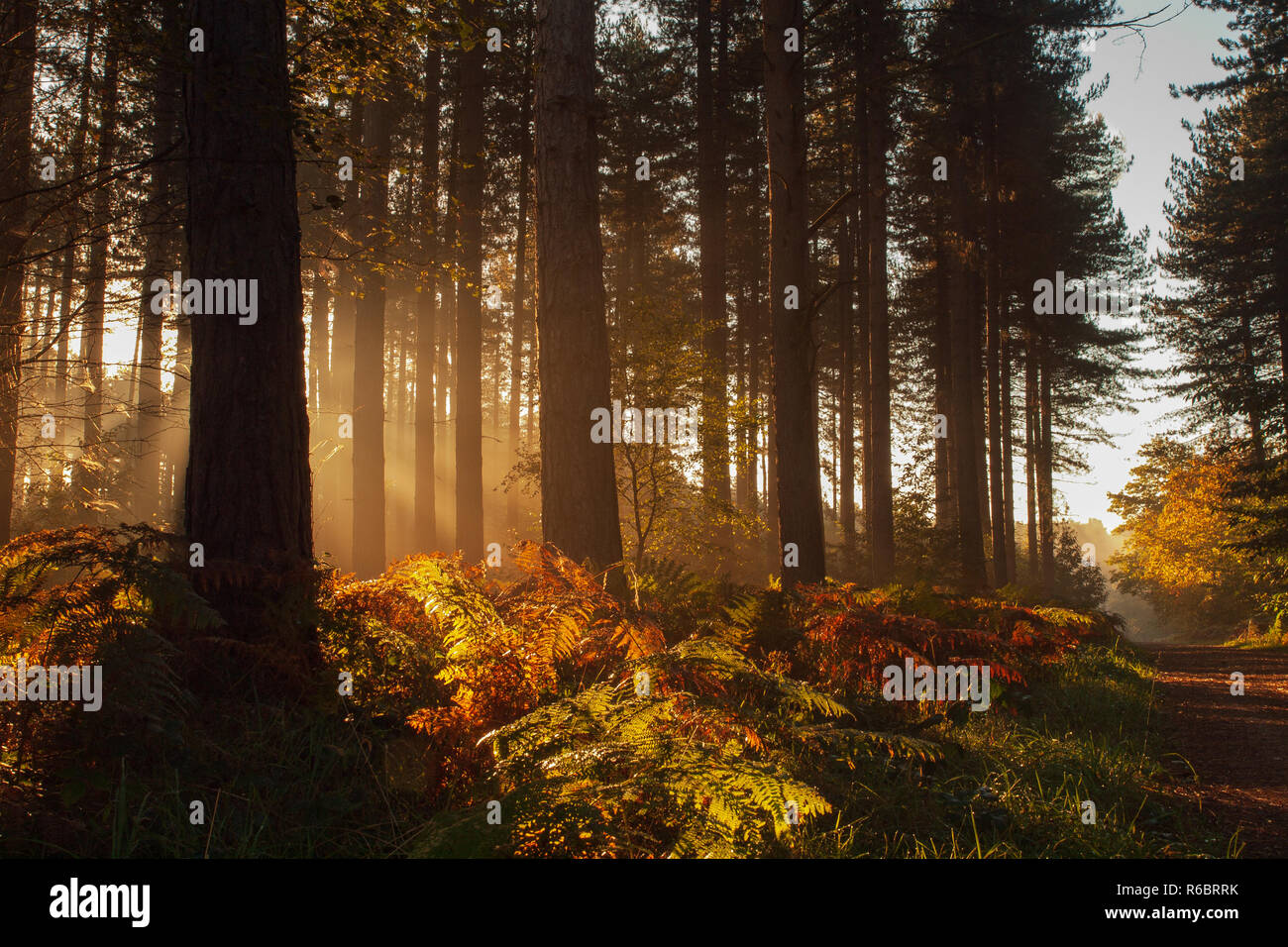 Début de soleil dans la forêt de Sherwood, Nottinghamshire. Banque D'Images