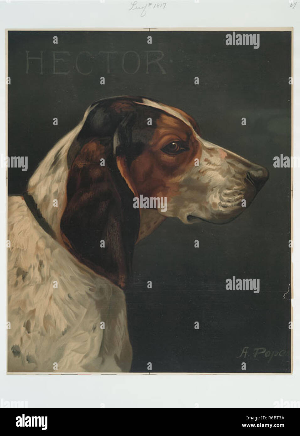 Portrait peinture art chien vintage Banque D'Images